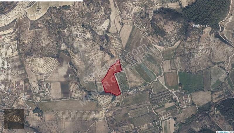 Kuşadası Değirmendere Mah. Dğerinin Altında Zeytinlik - Görsel 6