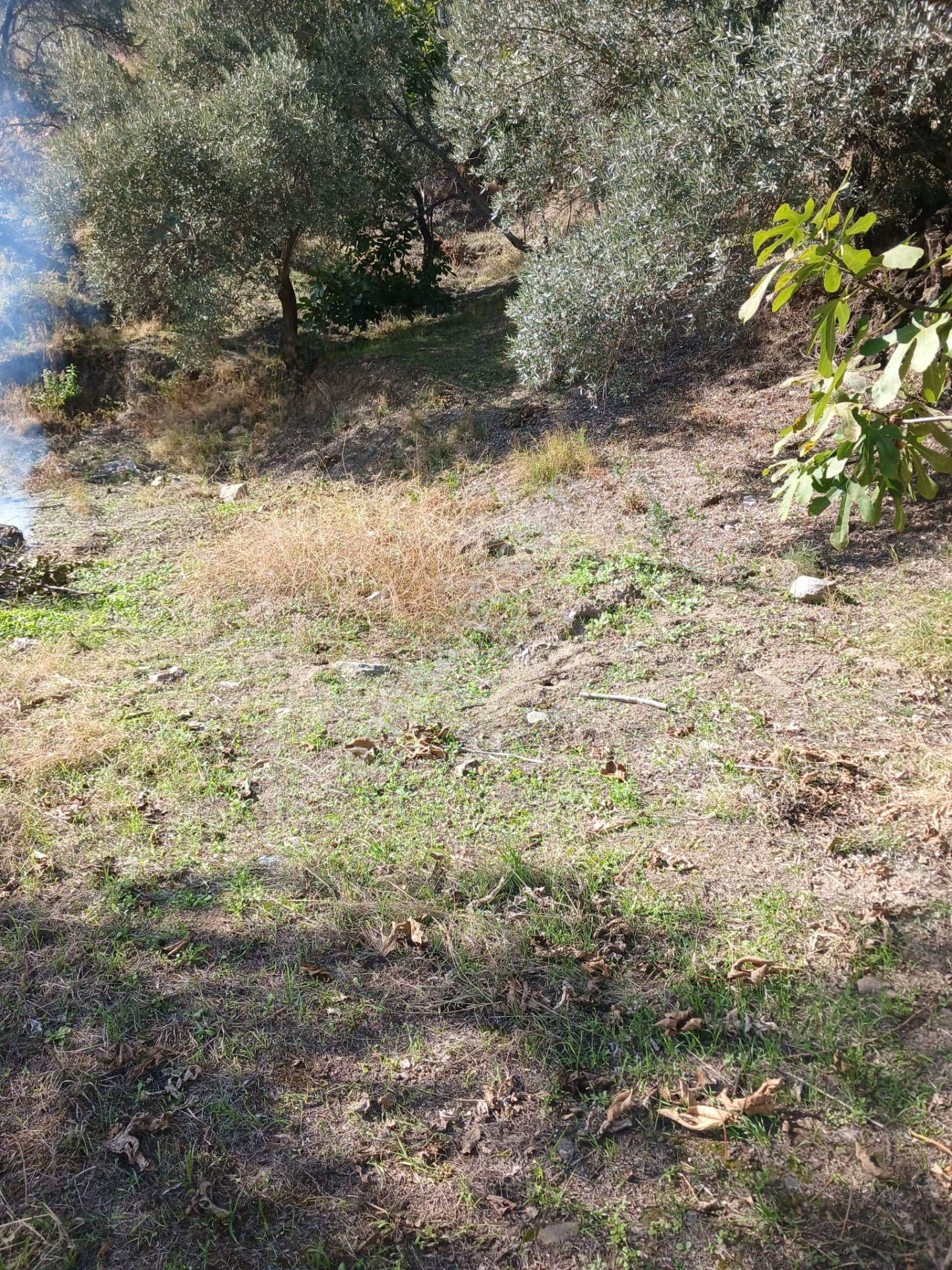 Aydın Nazilli İsabeyli Baraj Manzaralı Satılık Zeytinlik - Görsel 6