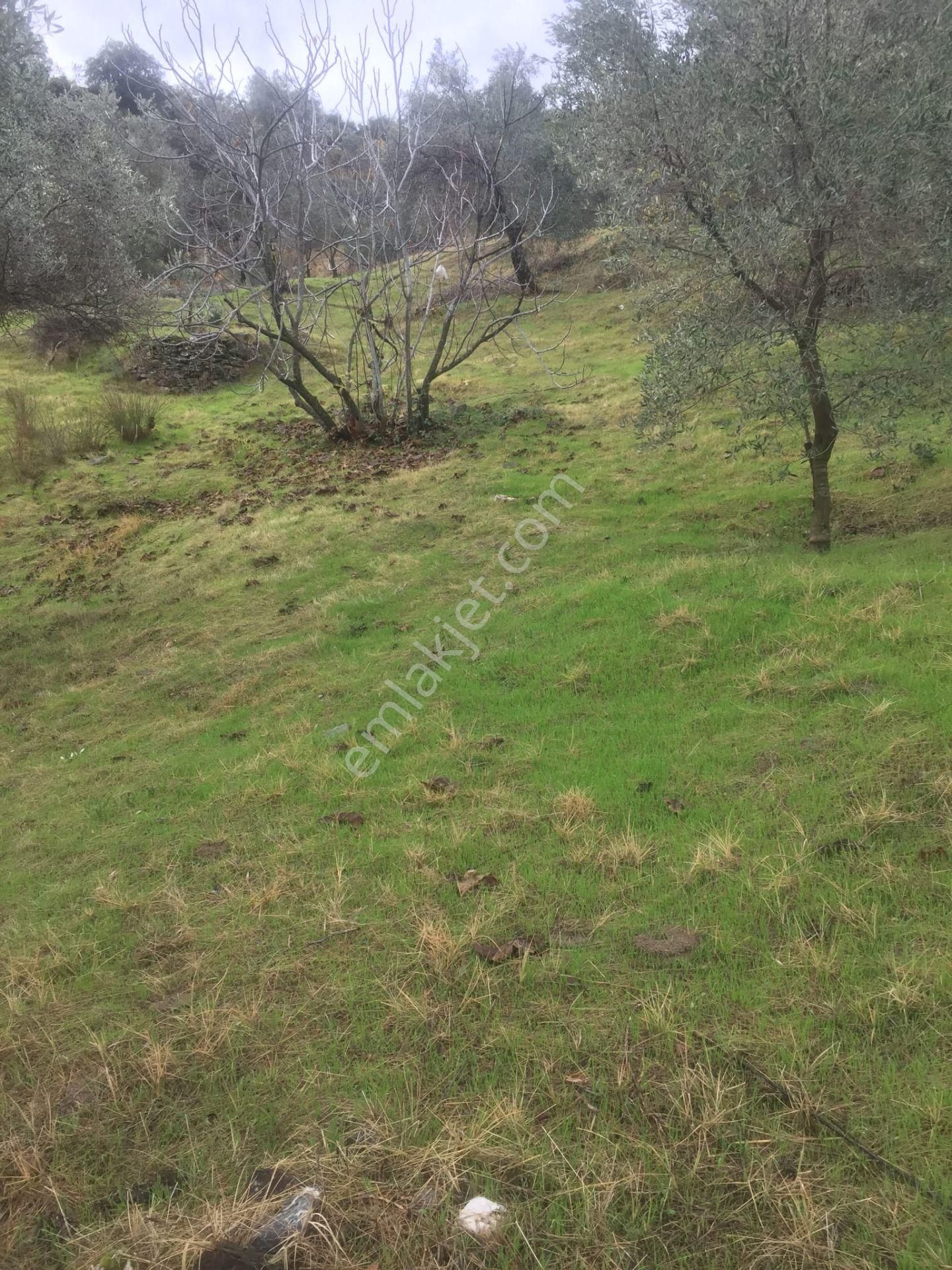 Aydın Nazilli İsabeyli Baraj Manzaralı Satılık Zeytinlik - Görsel 13