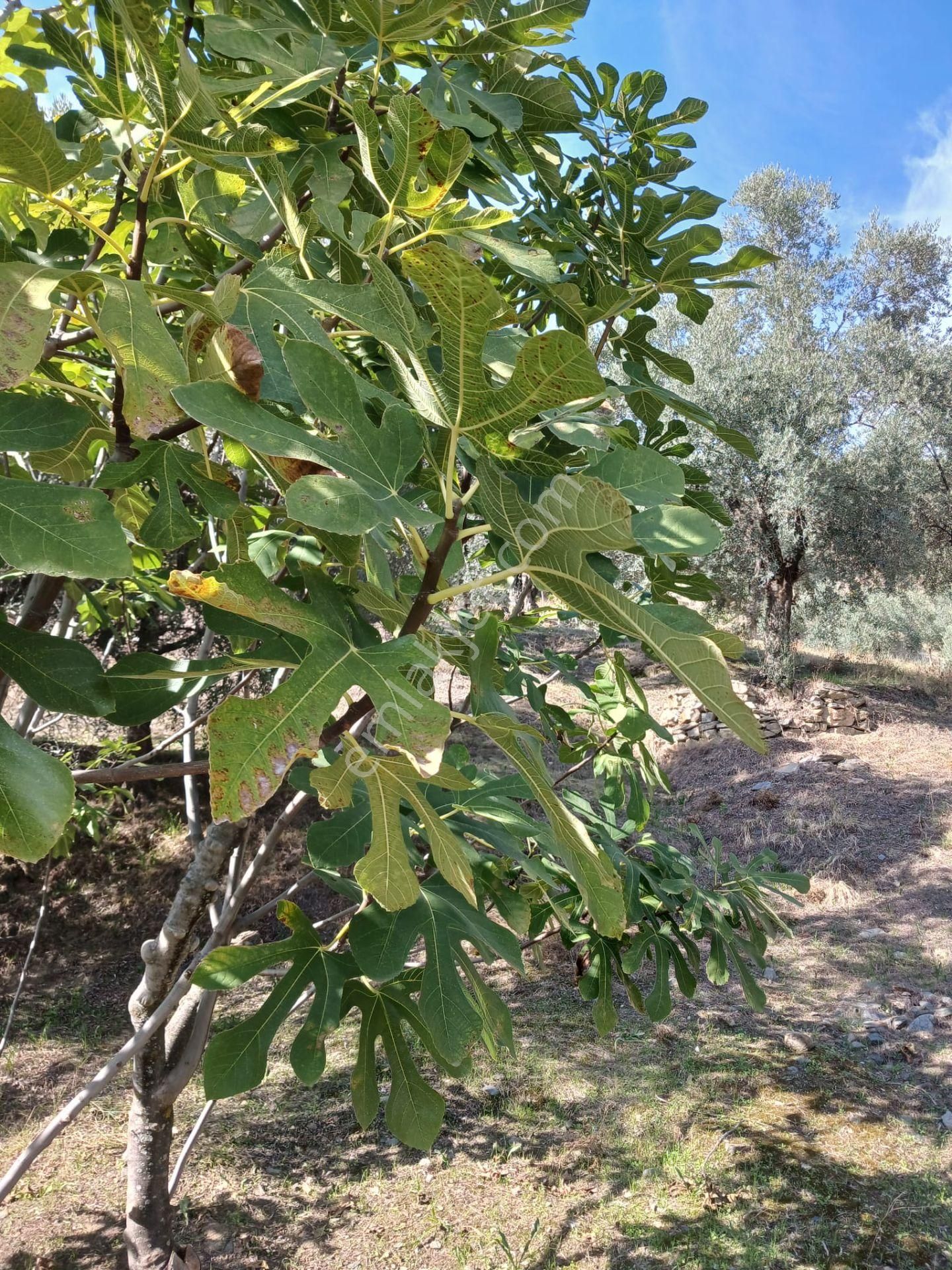 Aydın Nazilli İsabeyli Baraj Manzaralı Satılık Zeytinlik - Görsel 4