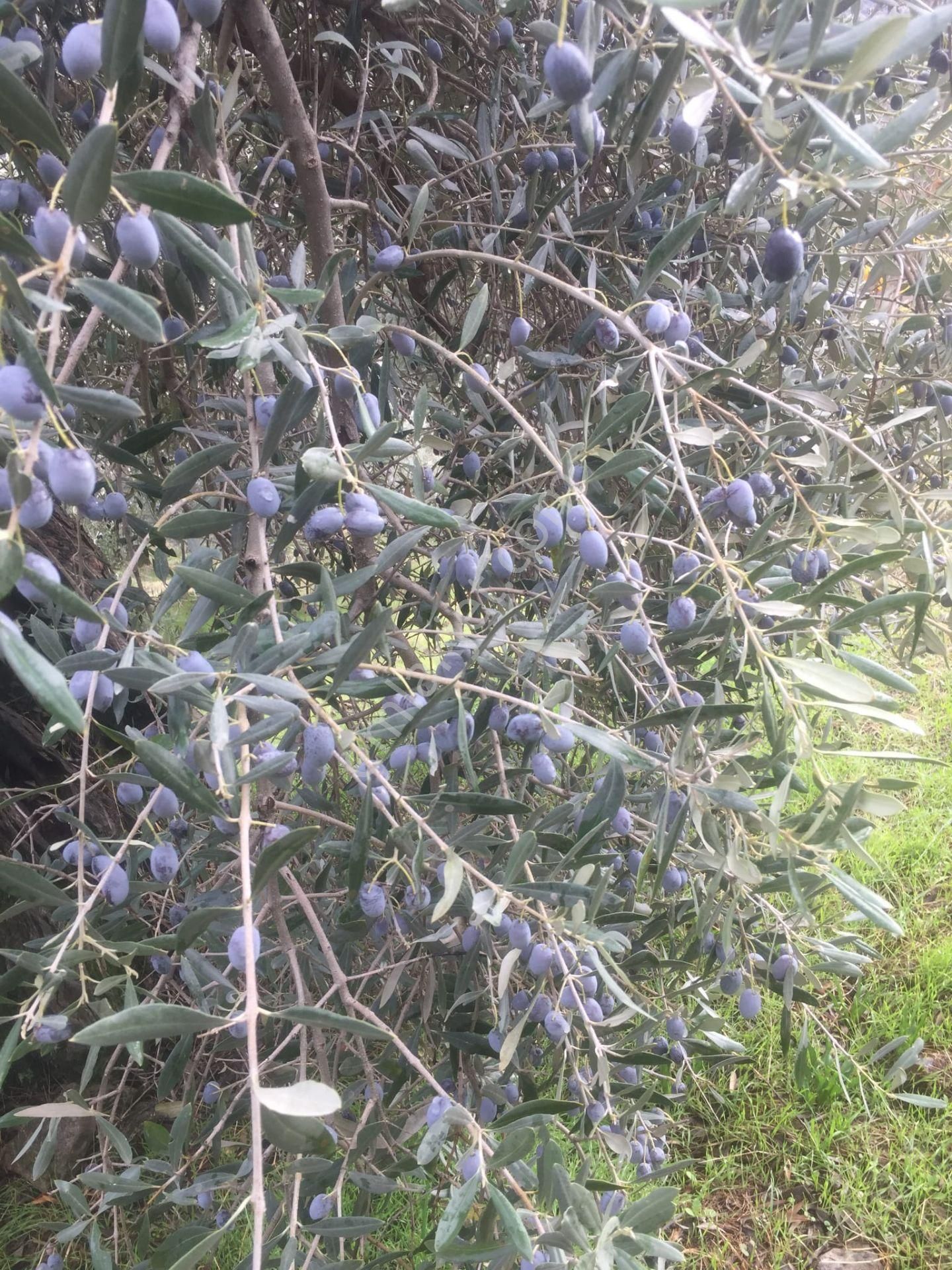 Aydın Nazilli İsabeyli Baraj Manzaralı Satılık Zeytinlik - Görsel 10