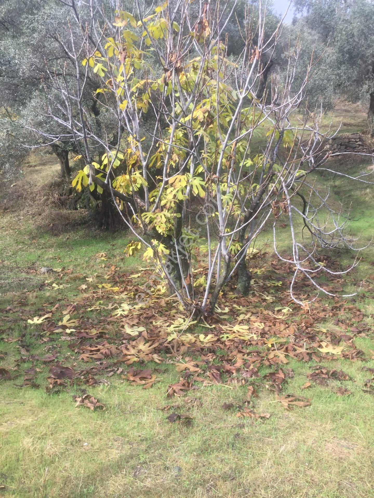 Aydın Nazilli İsabeyli Baraj Manzaralı Satılık Zeytinlik - Görsel 11