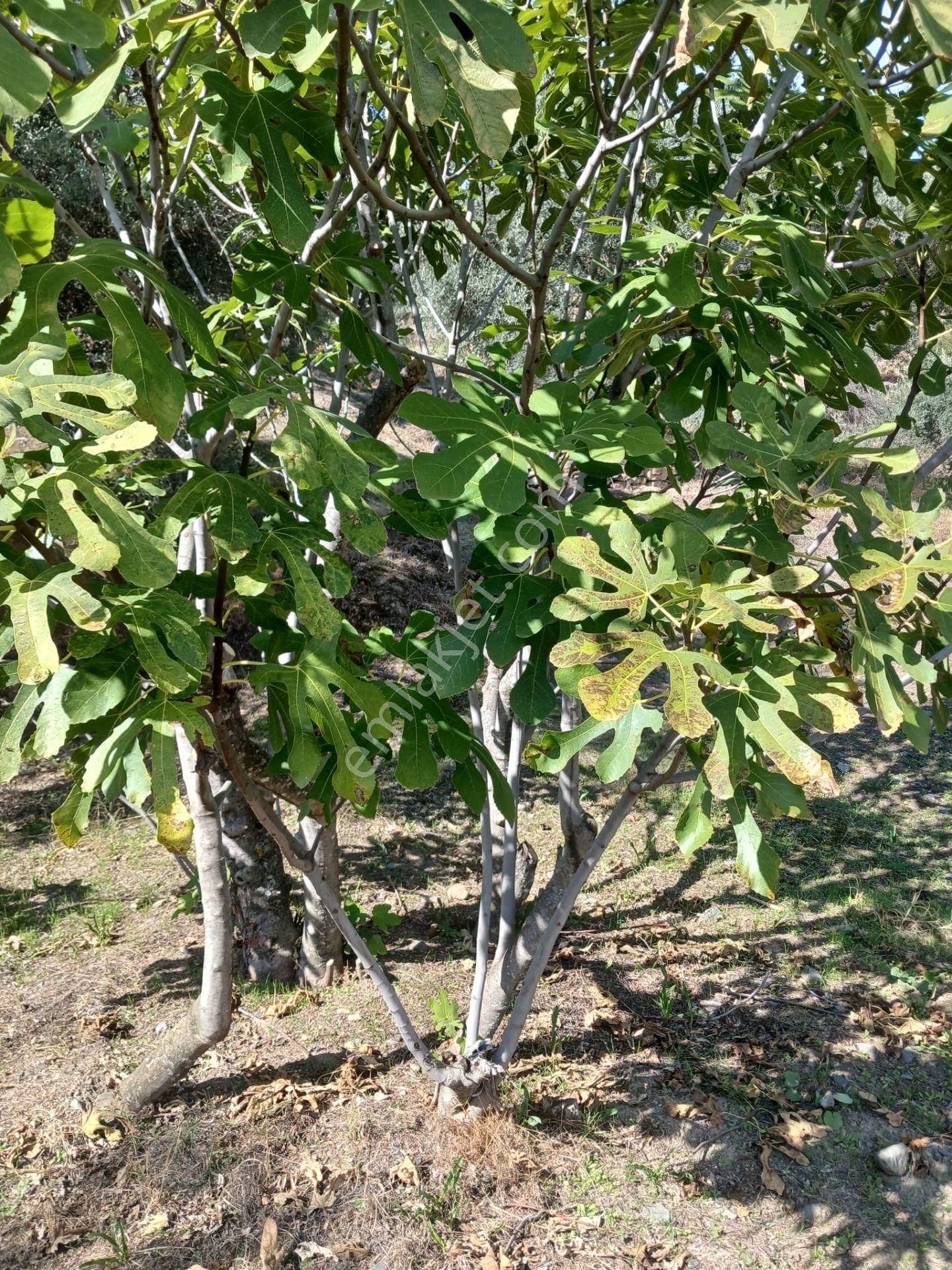 Aydın Nazilli İsabeyli Baraj Manzaralı Satılık Zeytinlik - Görsel 14
