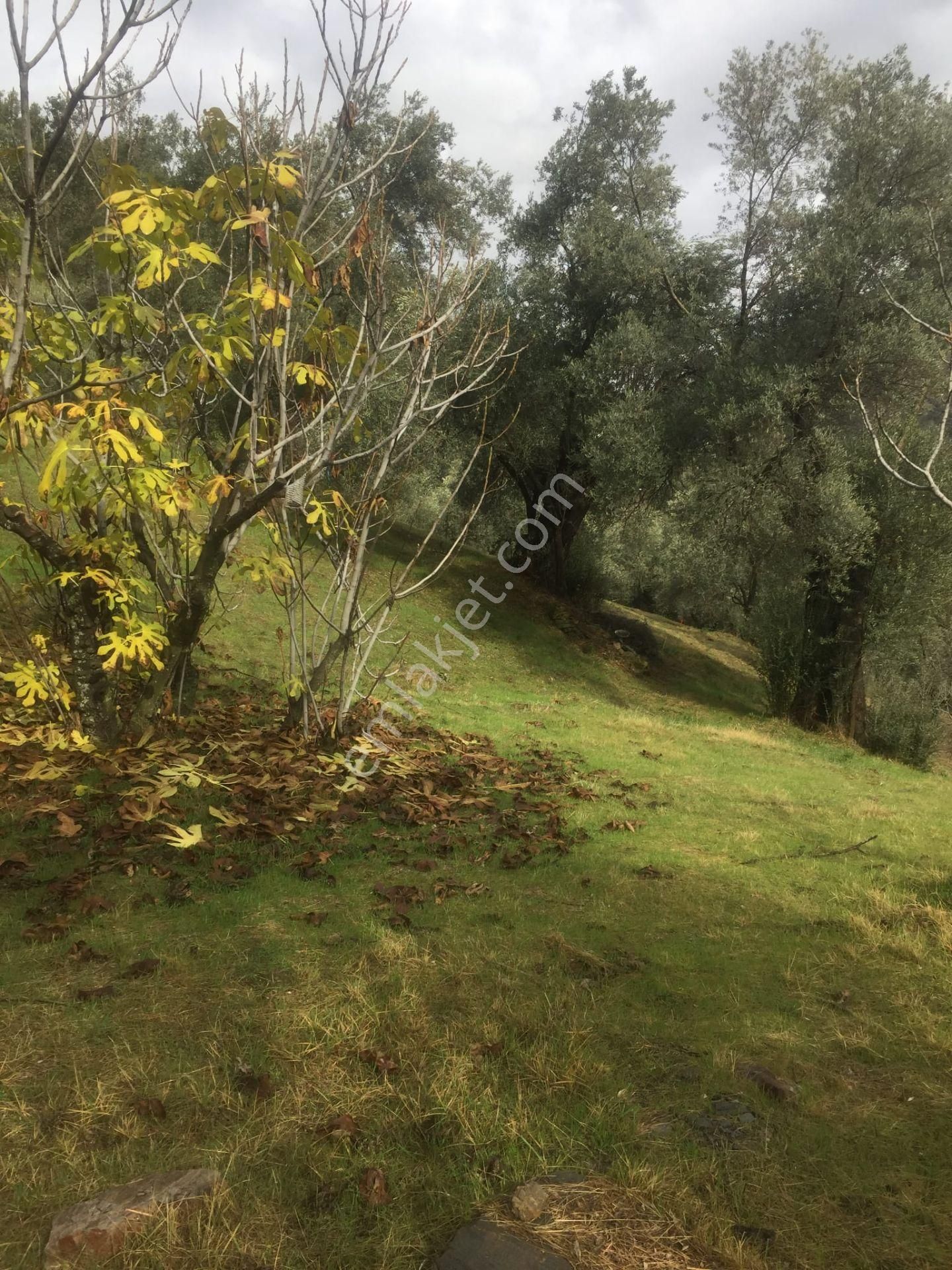 Aydın Nazilli İsabeyli Baraj Manzaralı Satılık Zeytinlik - Görsel 12