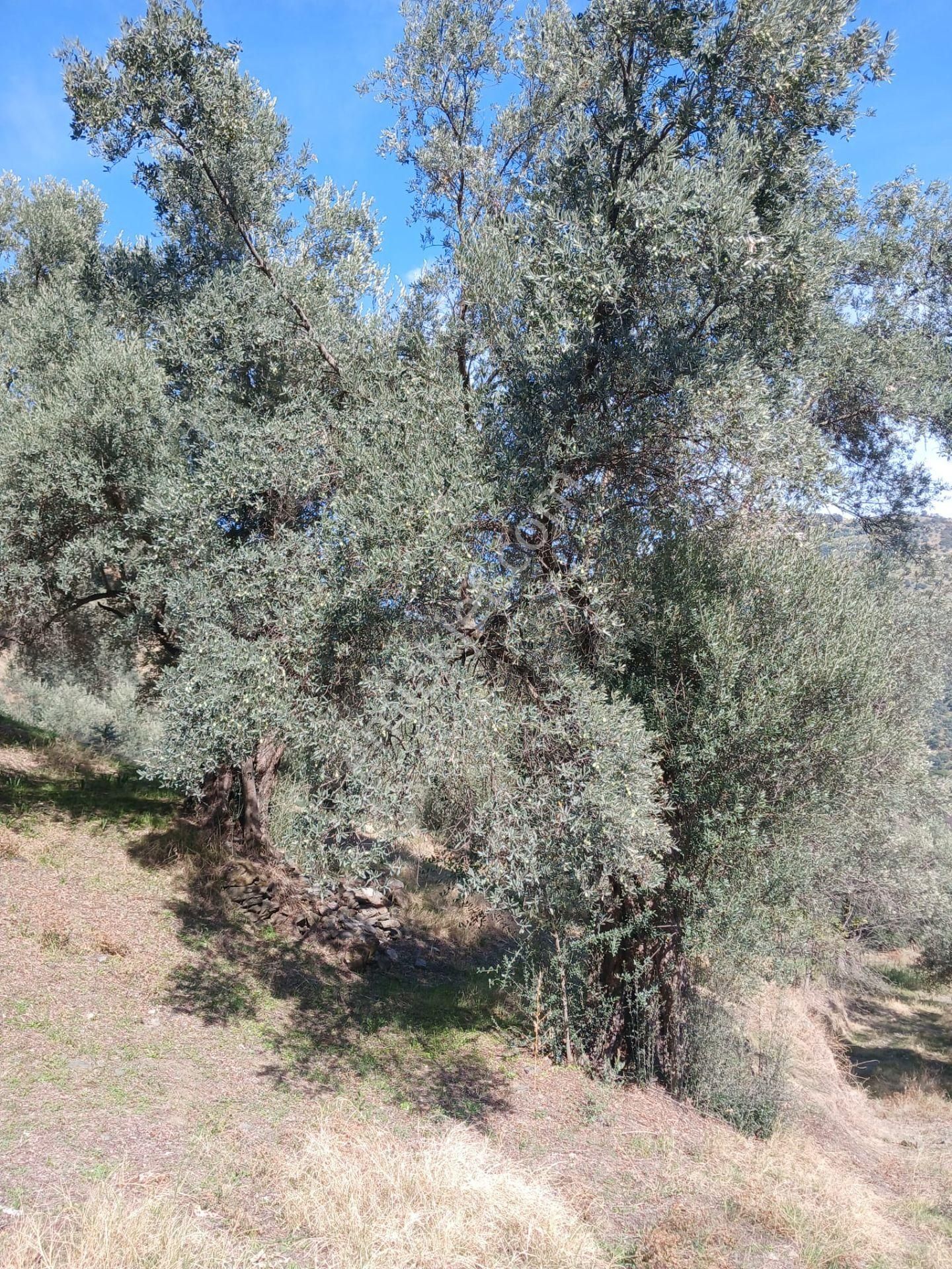 Aydın Nazilli İsabeyli Baraj Manzaralı Satılık Zeytinlik - Görsel 7