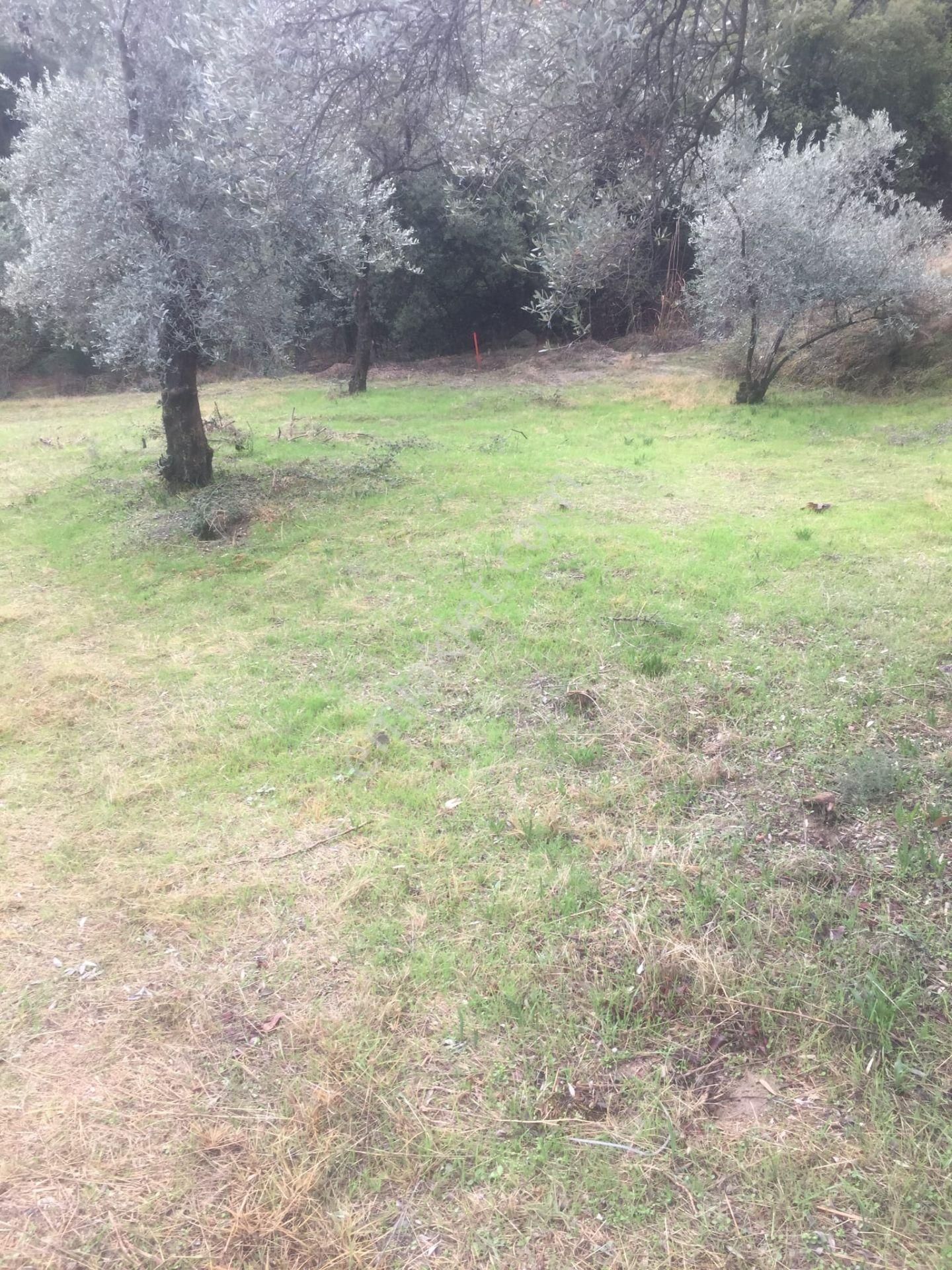 Aydın Nazilli İsabeyli Baraj Manzaralı Satılık Zeytinlik - Görsel 8