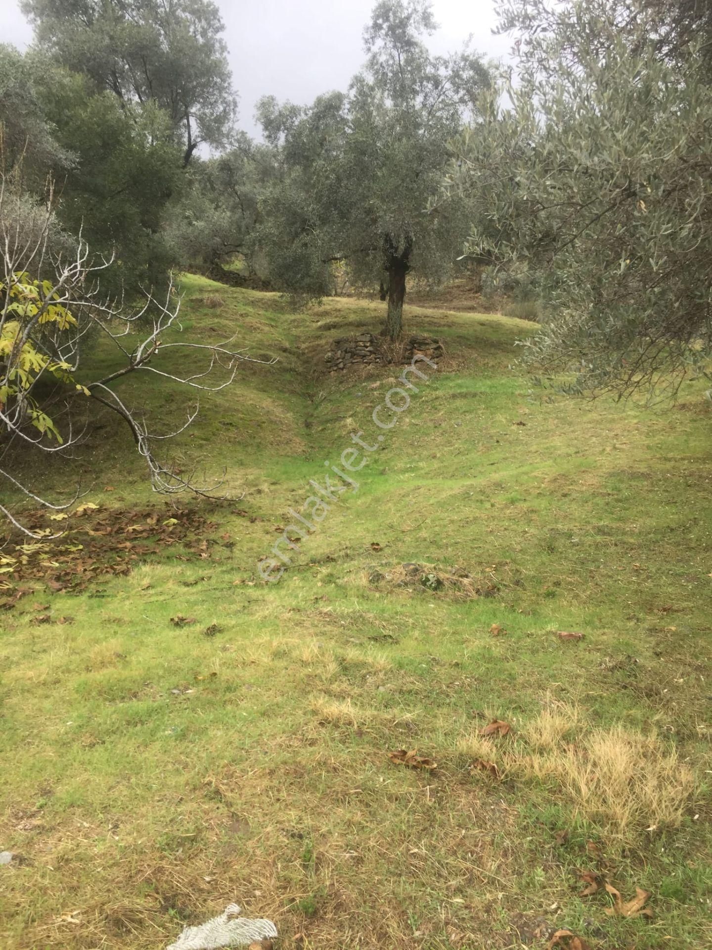 Aydın Nazilli İsabeyli Baraj Manzaralı Satılık Zeytinlik - Görsel 9