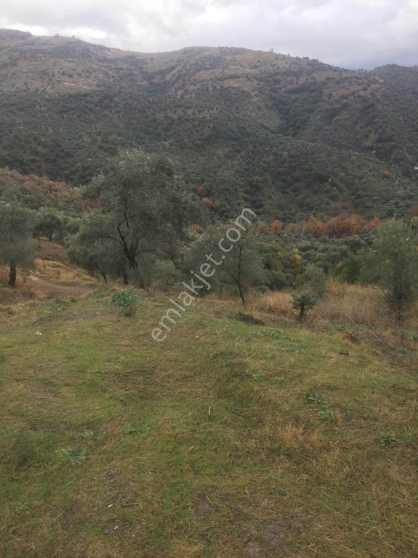 Aydın Nazilli İsabeyli Baraj Manzaralı Satılık Zeytinlik - Görsel 15