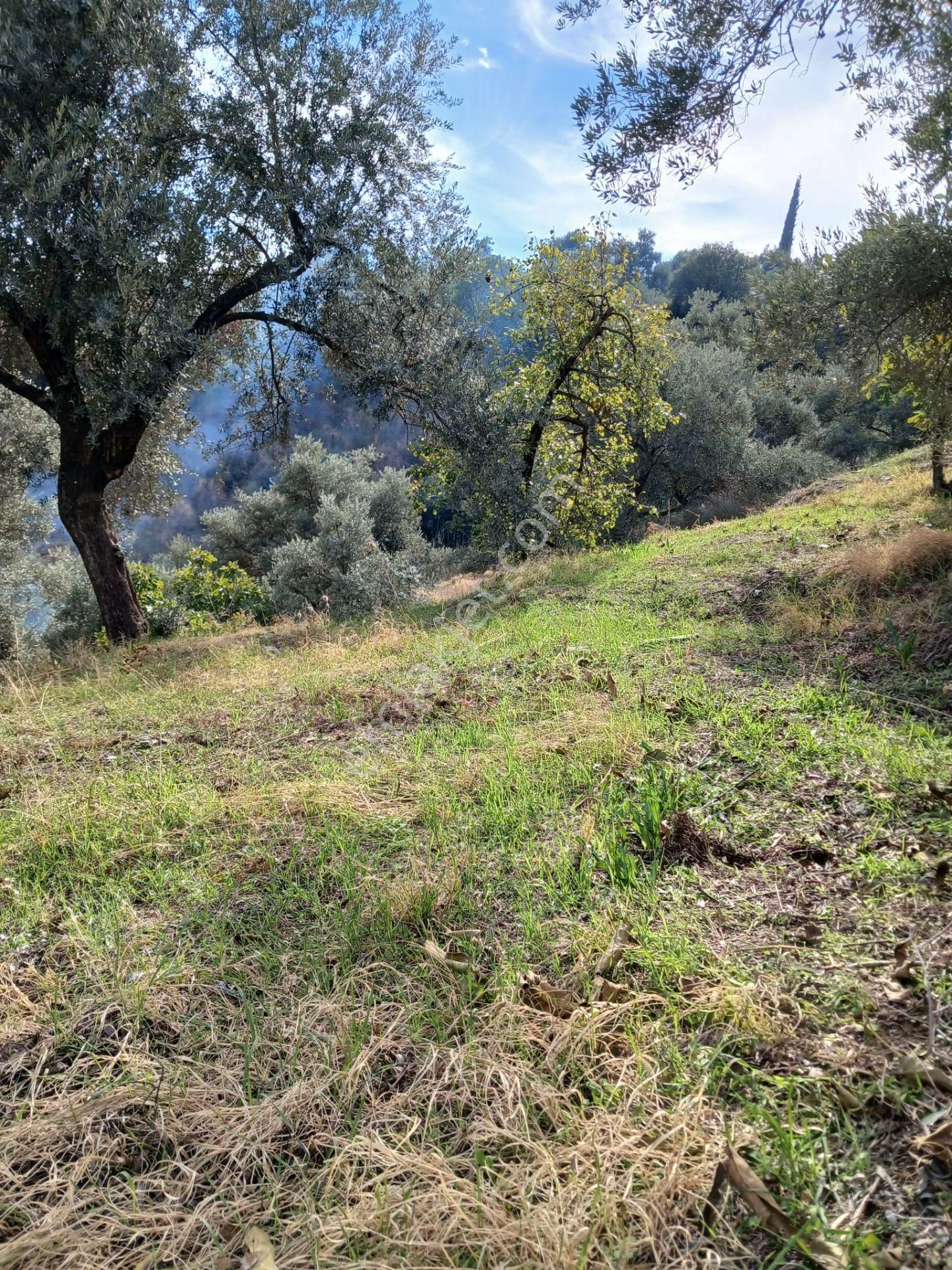 Aydın Nazilli İsabeyli Baraj Manzaralı Satılık Zeytinlik - Görsel 3