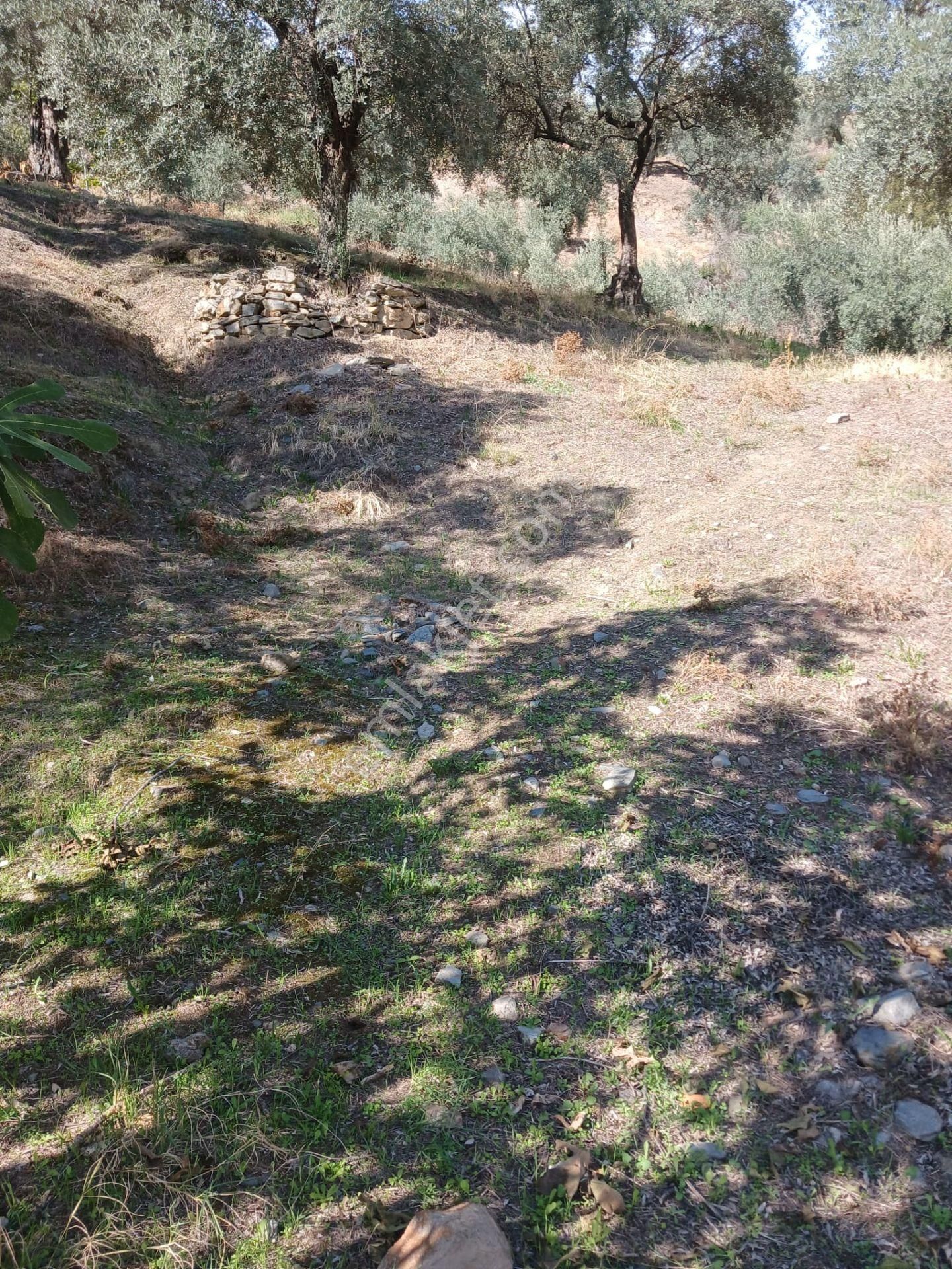 Aydın Nazilli İsabeyli Baraj Manzaralı Satılık Zeytinlik - Görsel 2