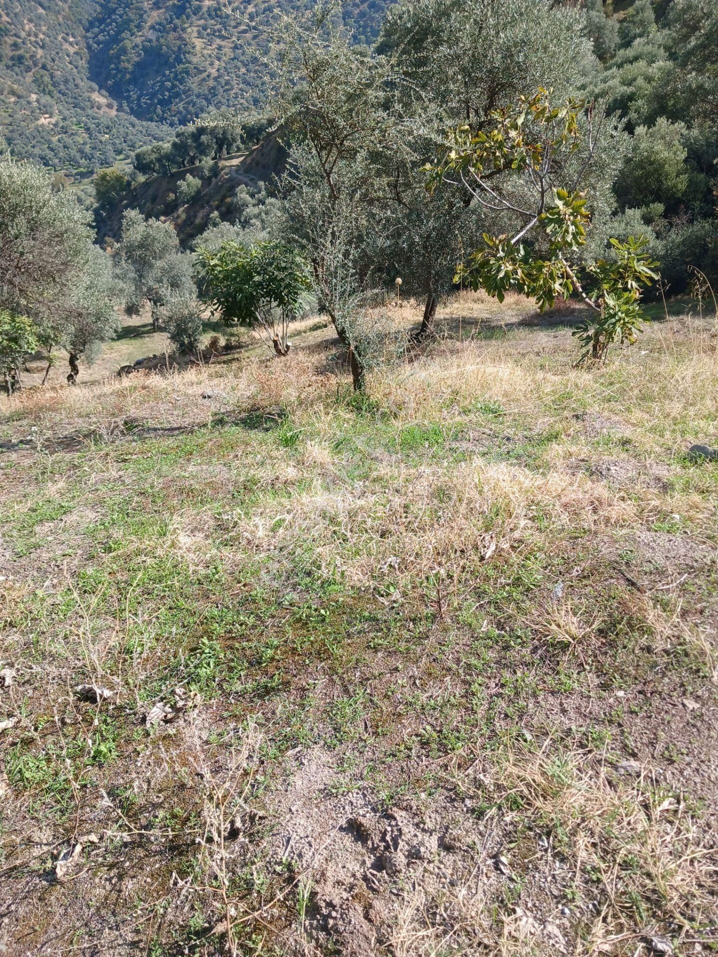 Aydın Nazilli İsabeyli Baraj Manzaralı Satılık Zeytinlik - Görsel 5