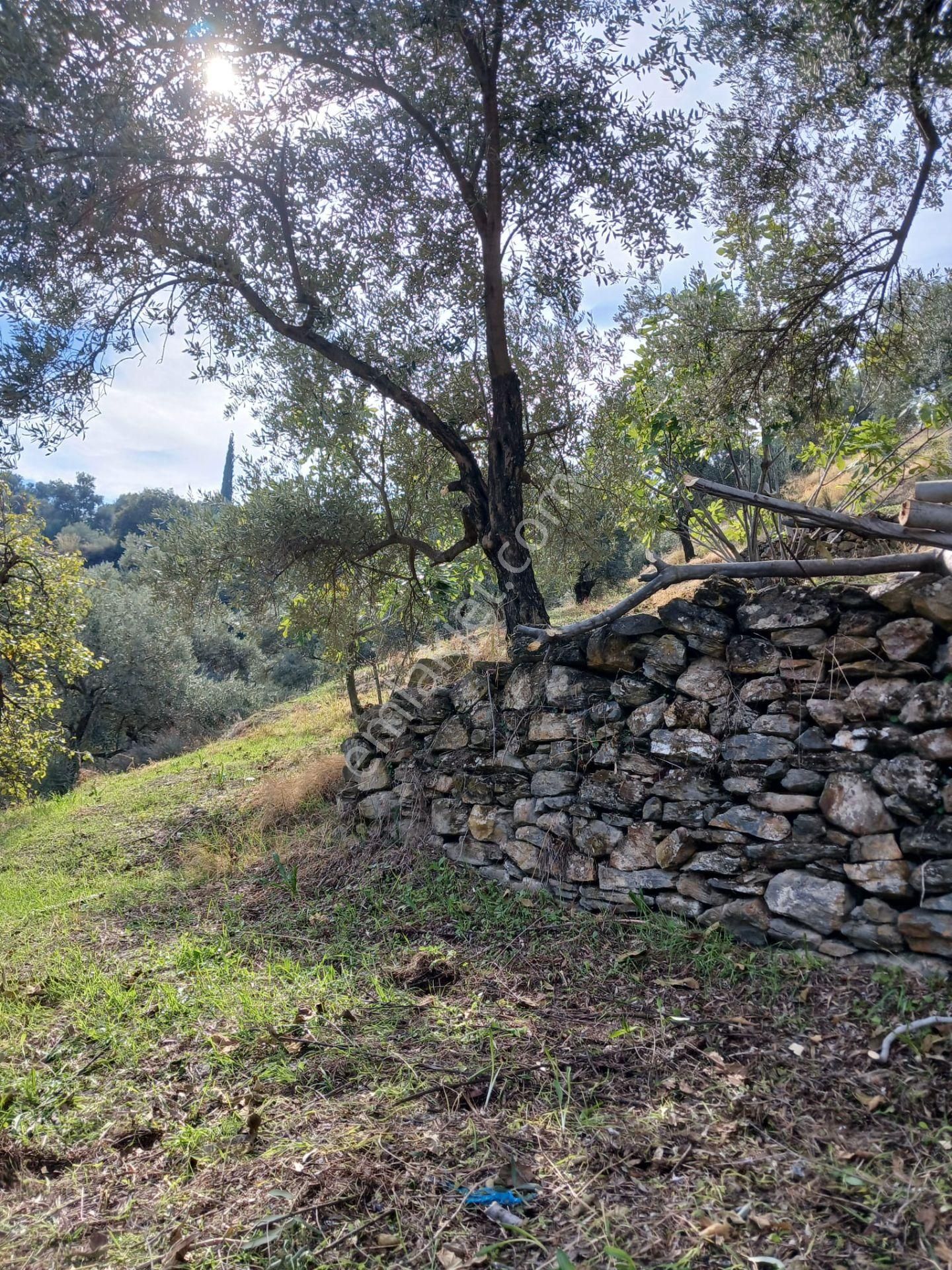 Aydın Nazilli İsabeyli Baraj Manzaralı Satılık Zeytinlik