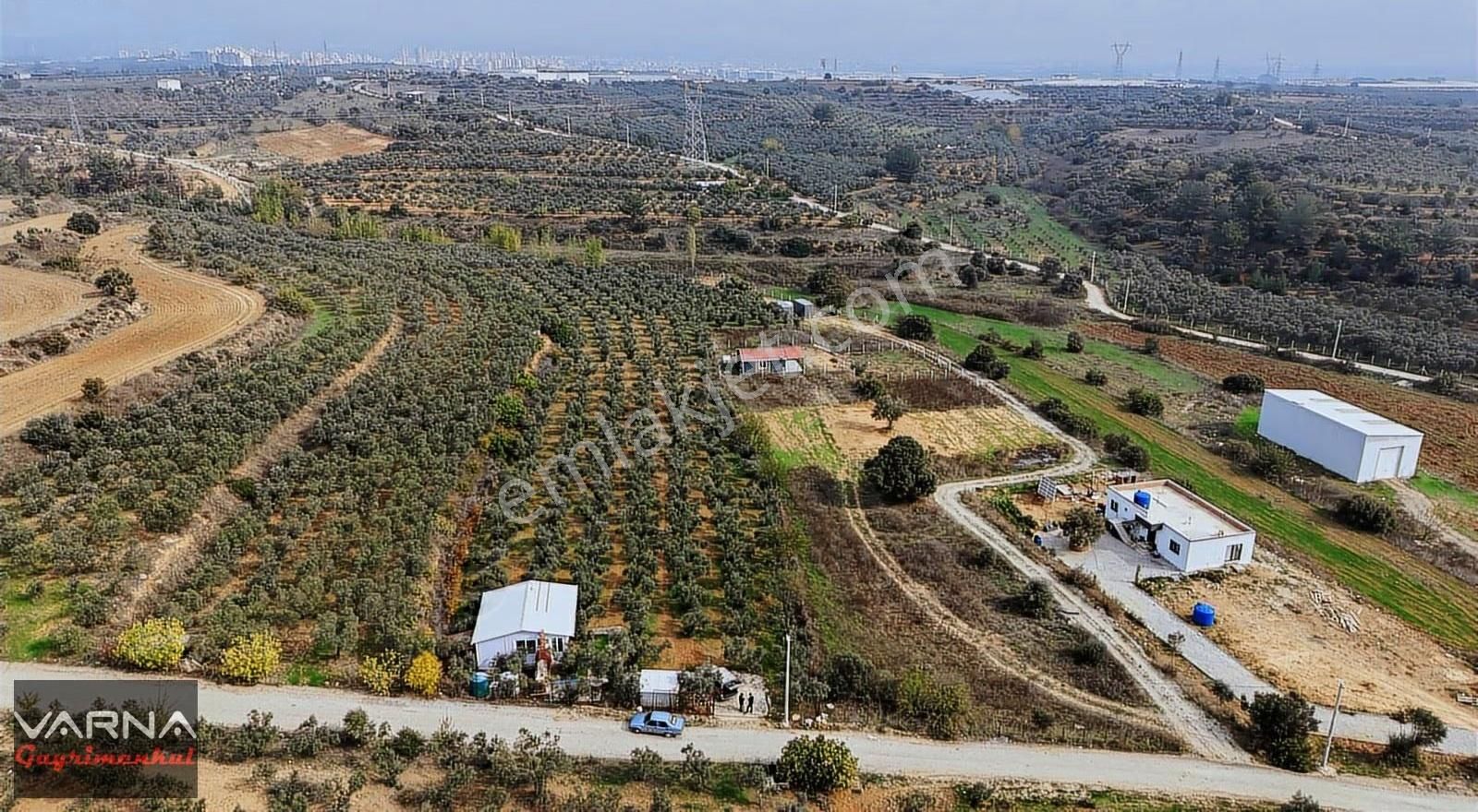 Menderes Bulgurca Satılık 7362 M2 Tek Müstakil Tapu Zeytinlik - Görsel 7