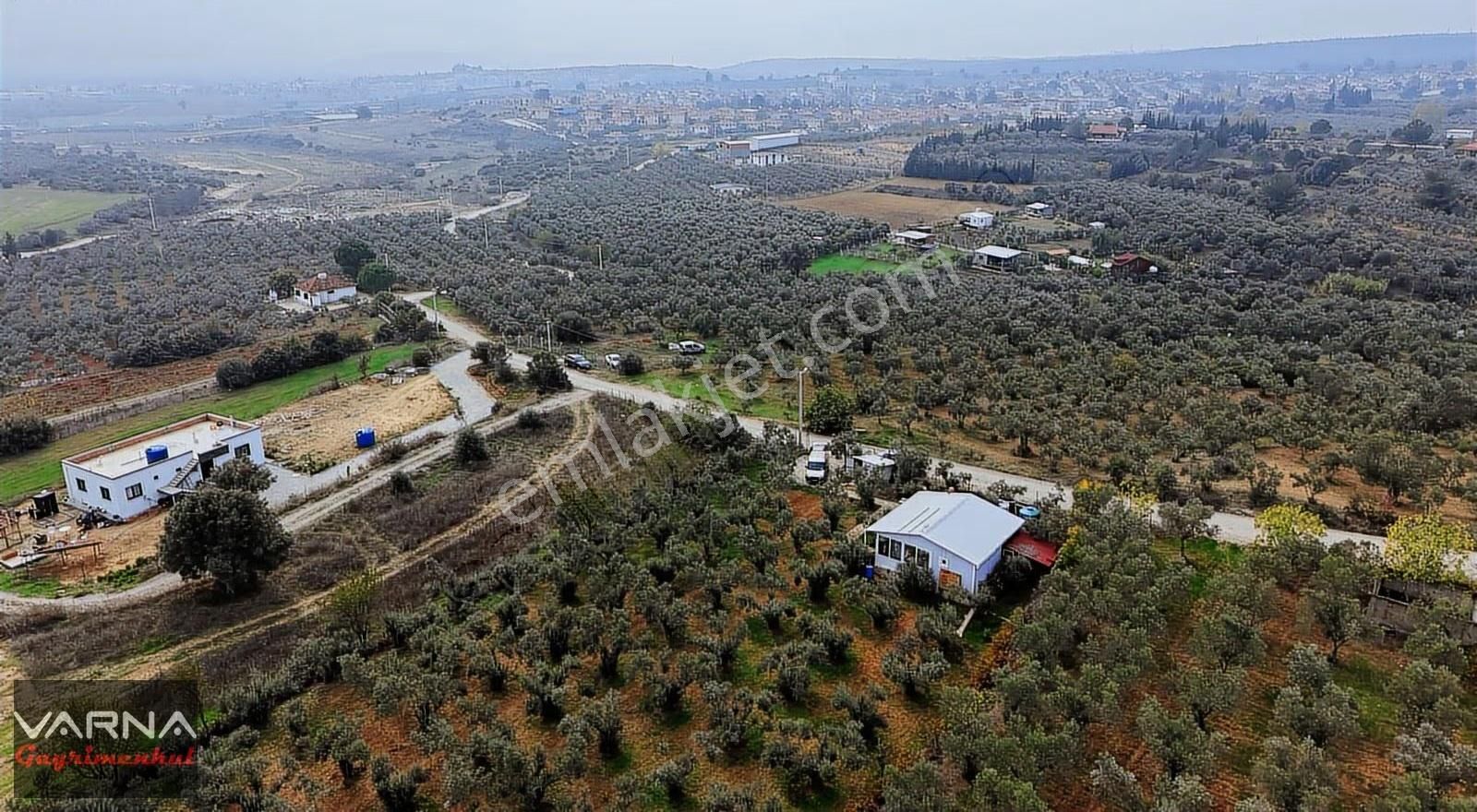 Menderes Bulgurca Satılık 7362 M2 Tek Müstakil Tapu Zeytinlik - Görsel 4