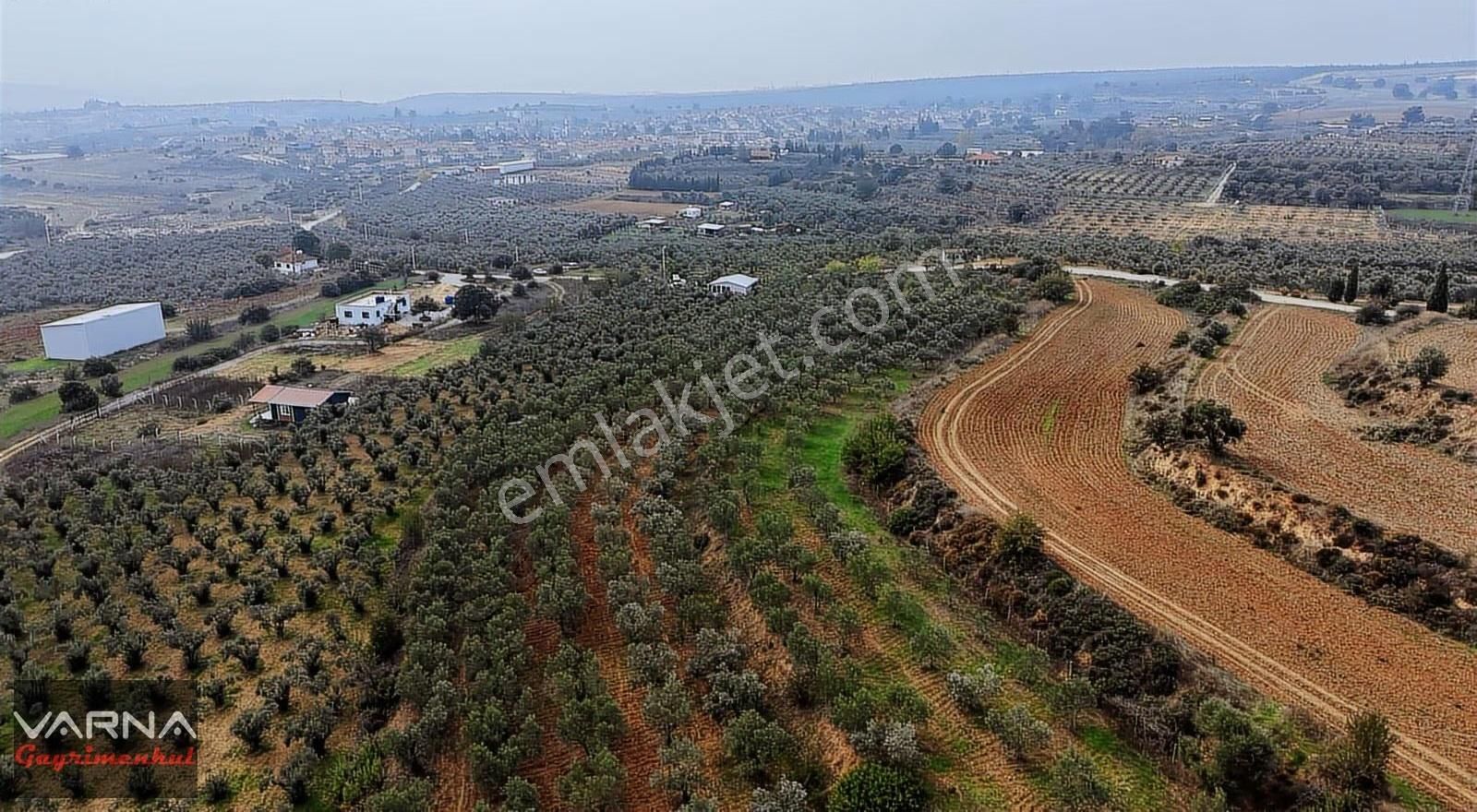Menderes Bulgurca Satılık 7362 M2 Tek Müstakil Tapu Zeytinlik - Görsel 3