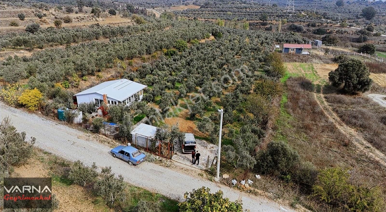 Menderes Bulgurca Satılık 7362 M2 Tek Müstakil Tapu Zeytinlik - Görsel 5
