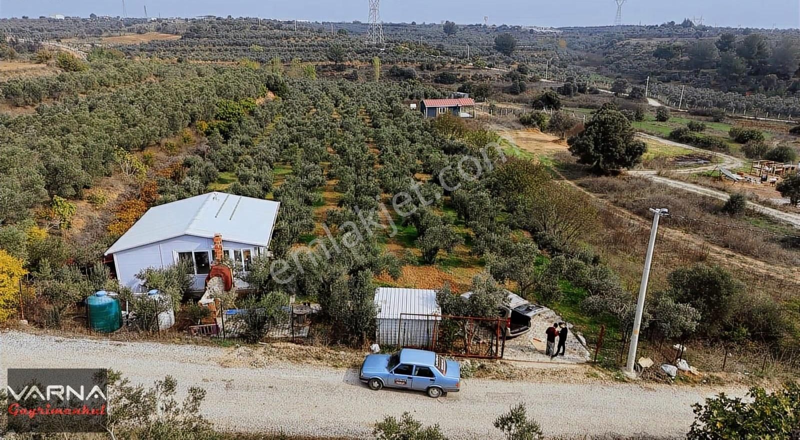 Menderes Bulgurca Satılık 7362 M2 Tek Müstakil Tapu Zeytinlik - Görsel 10
