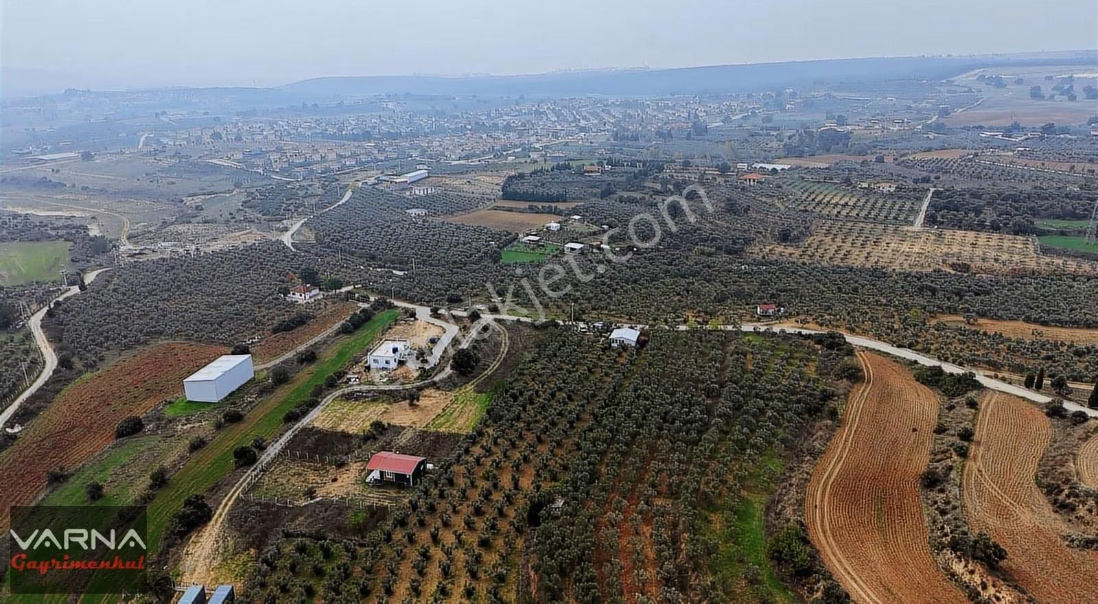 Menderes Bulgurca Satılık 7362 M2 Tek Müstakil Tapu Zeytinlik - Görsel 2