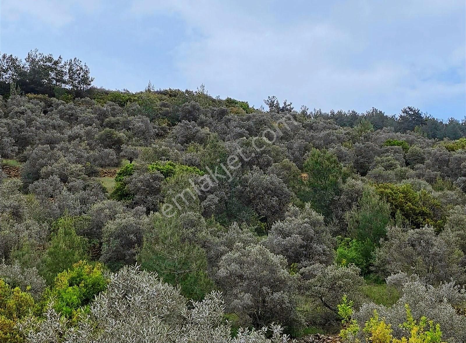 Tek Tapu Yatırıma Uygun - Görsel 8