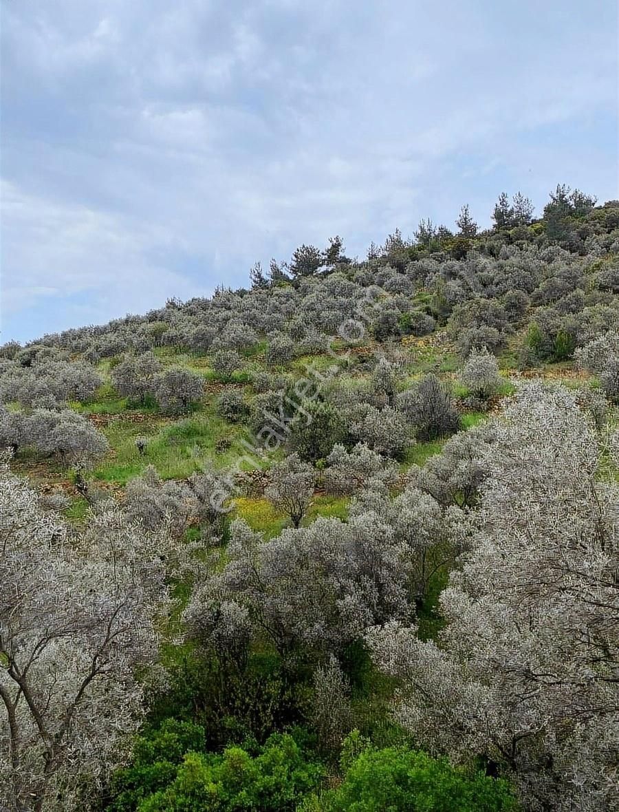 Tek Tapu Yatırıma Uygun - Görsel 4