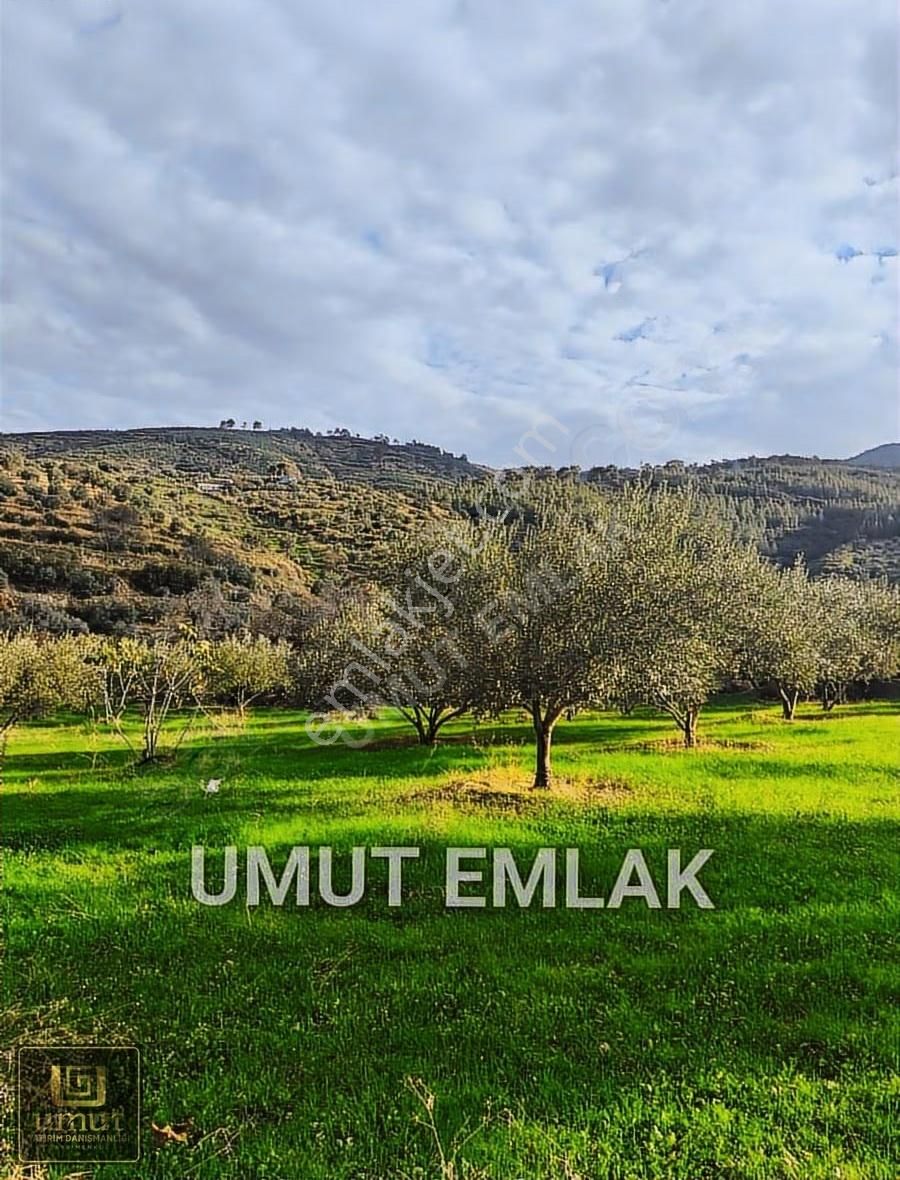 Aydın Karapınar 9.170 M2 Köy İçi Acil Satılık Zeytinlik - Görsel 5