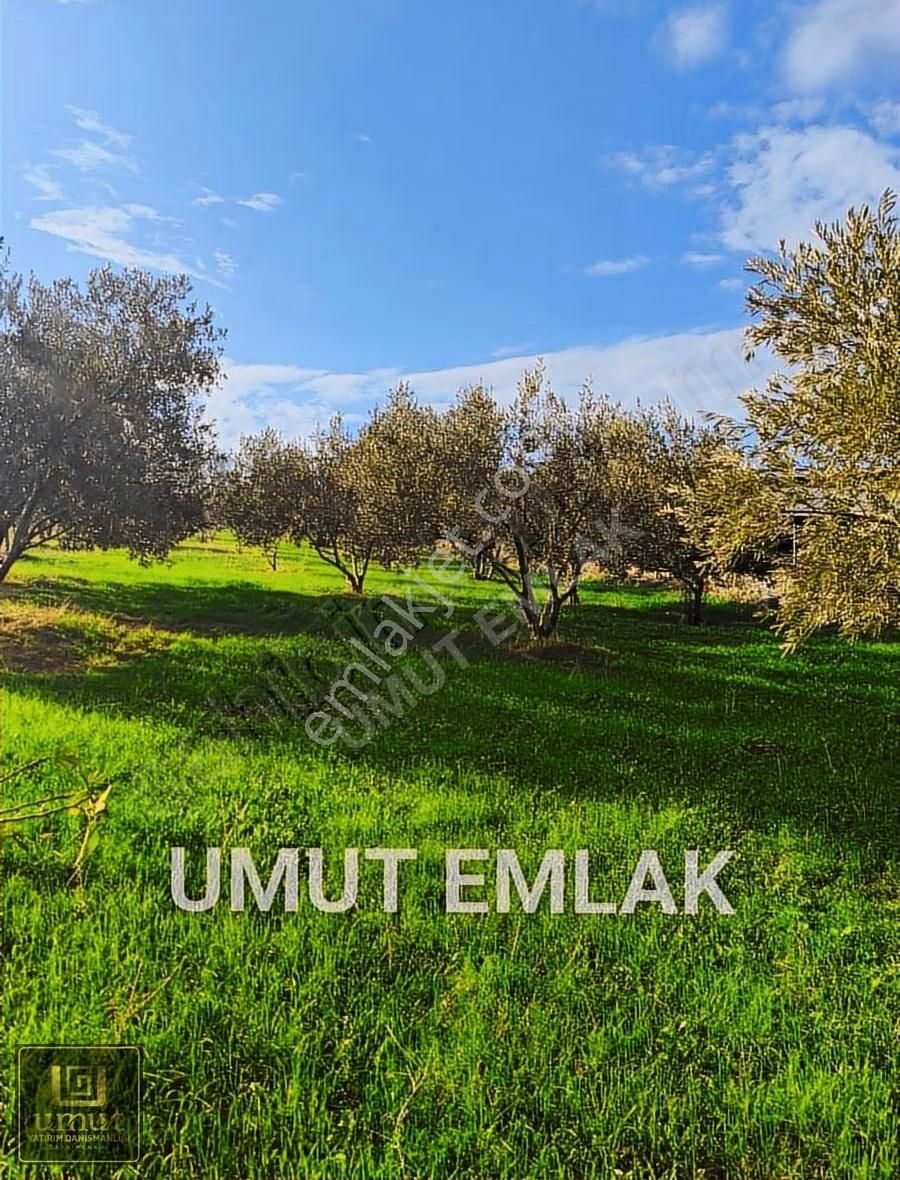 Aydın Karapınar 9.170 M2 Köy İçi Acil Satılık Zeytinlik - Görsel 10