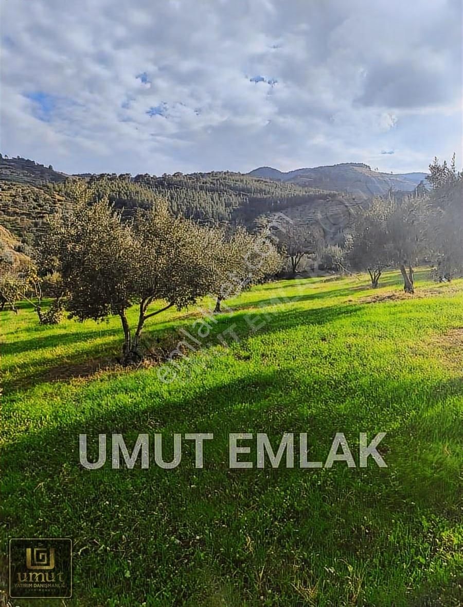 Aydın Karapınar 9.170 M2 Köy İçi Acil Satılık Zeytinlik - Görsel 6