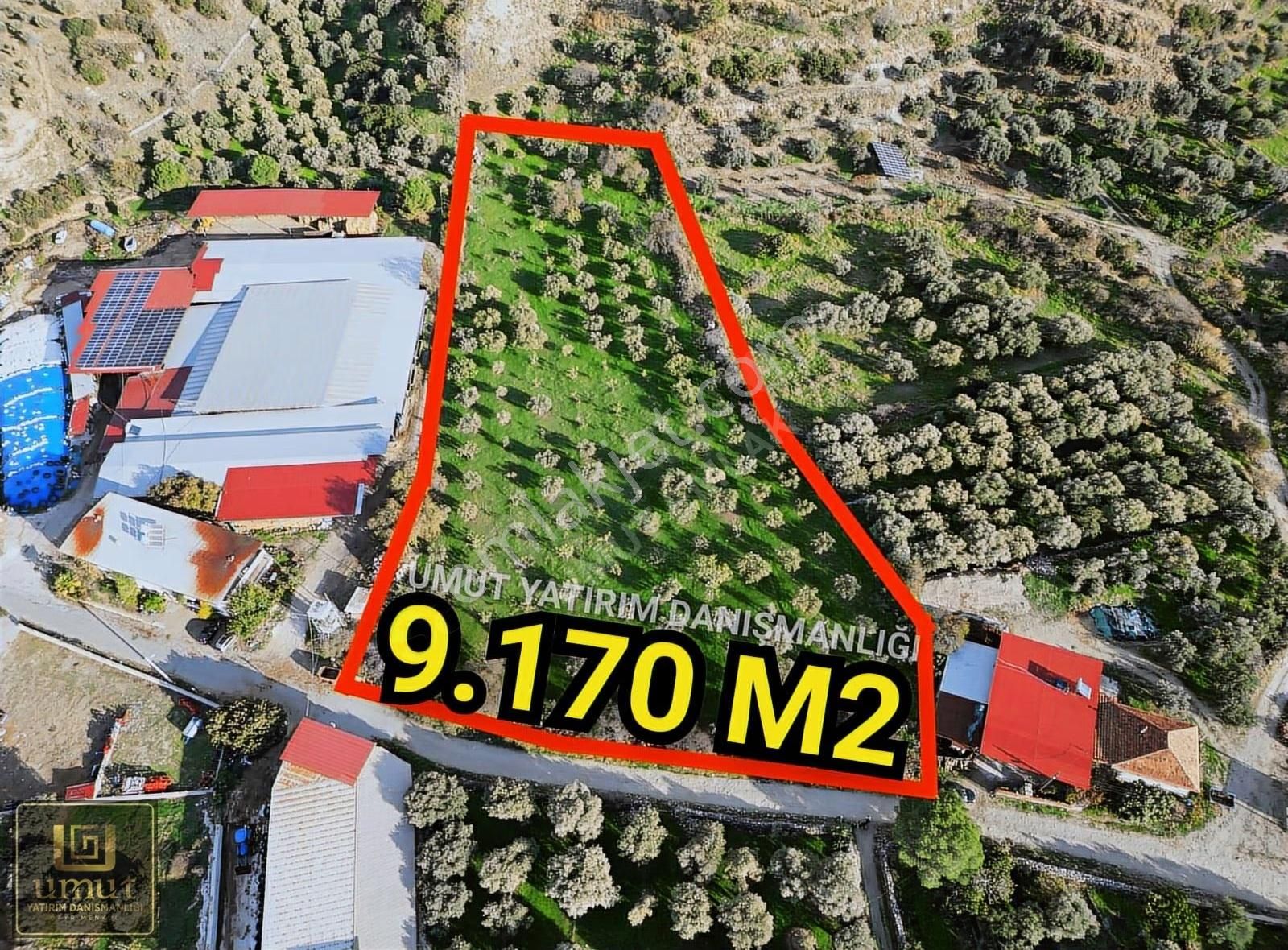Aydın Karapınar 9.170 M2 Köy İçi Acil Satılık Zeytinlik - Görsel 9