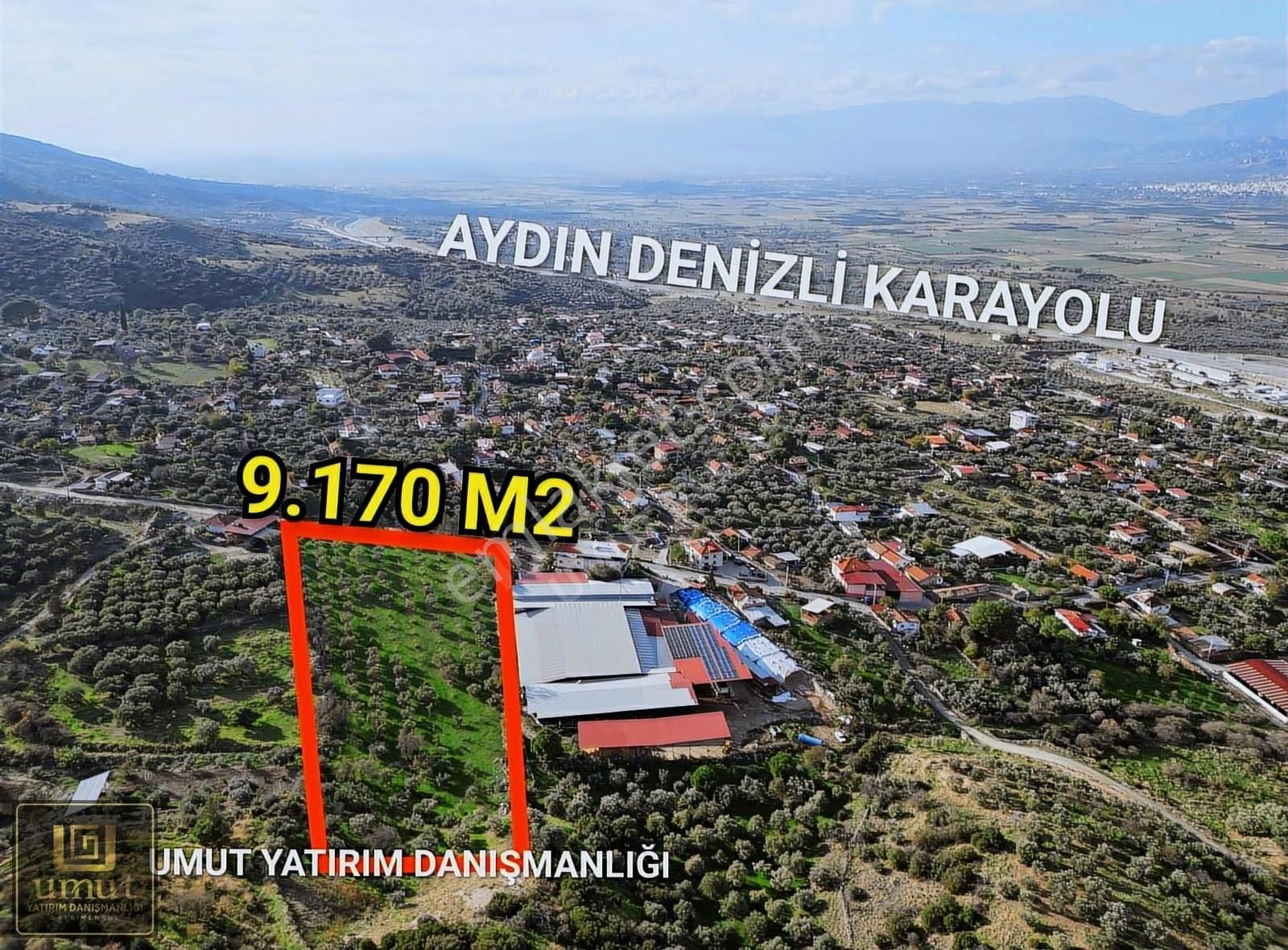 Aydın Karapınar 9.170 M2 Köy İçi Acil Satılık Zeytinlik - Görsel 4