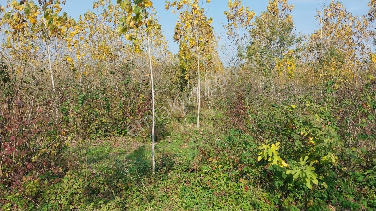 Samsun Terme Sıvaslarda Yolu Olan Uykun Fıyada