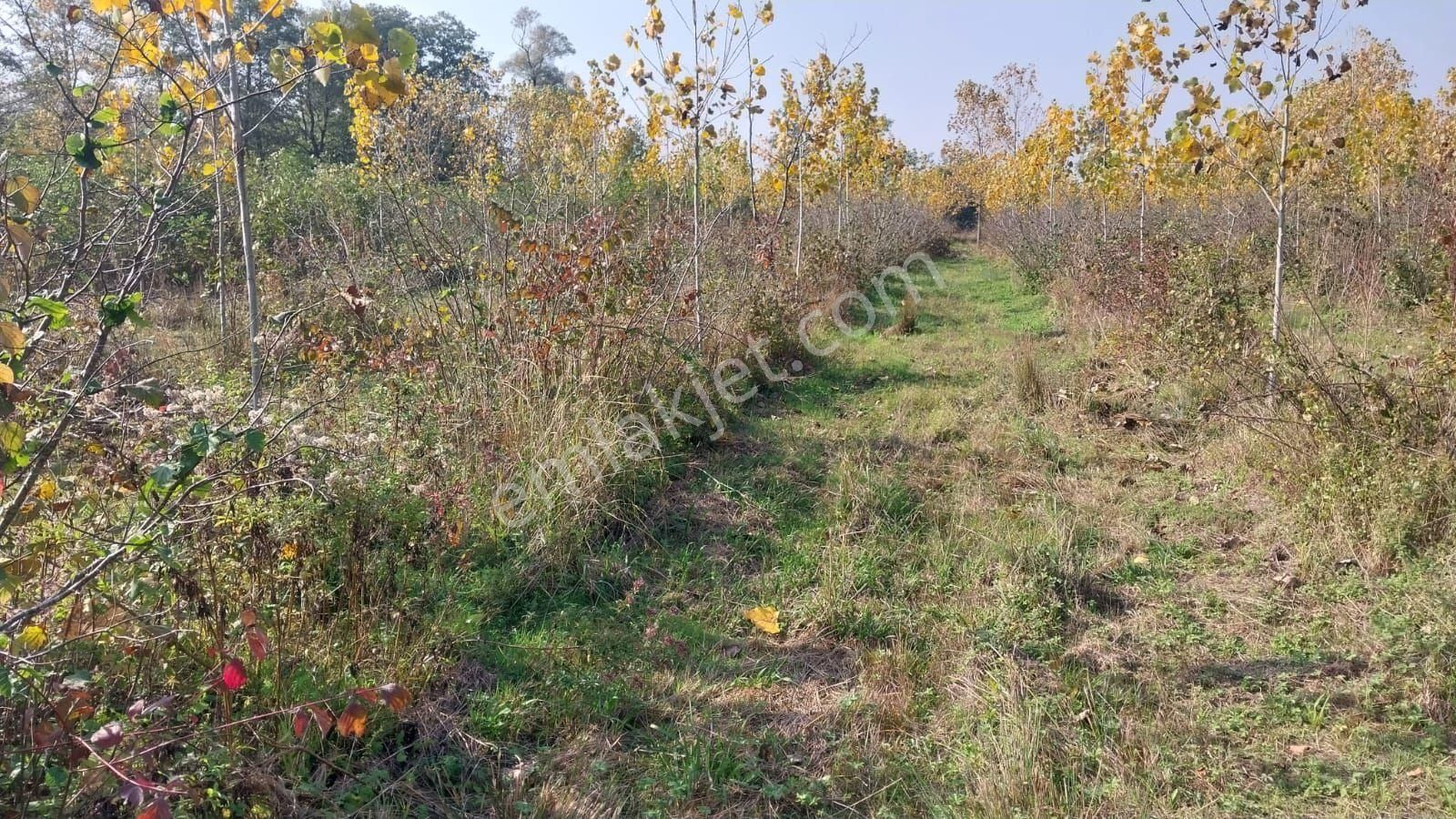 Samsun Terme Sıvaslarda Yolu Olan Uykun Fıyada - Görsel 2