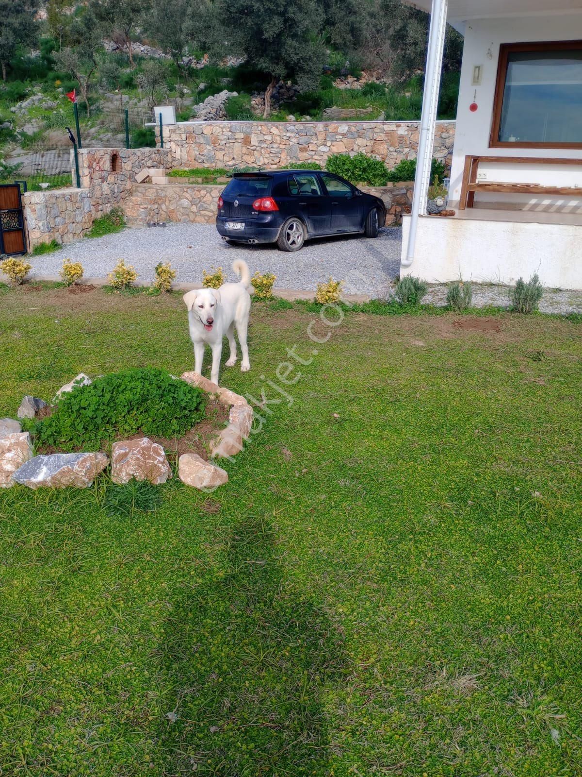 Milas Havalimanı Civarındamasrafsız Bakımlı Villa - Görsel 14