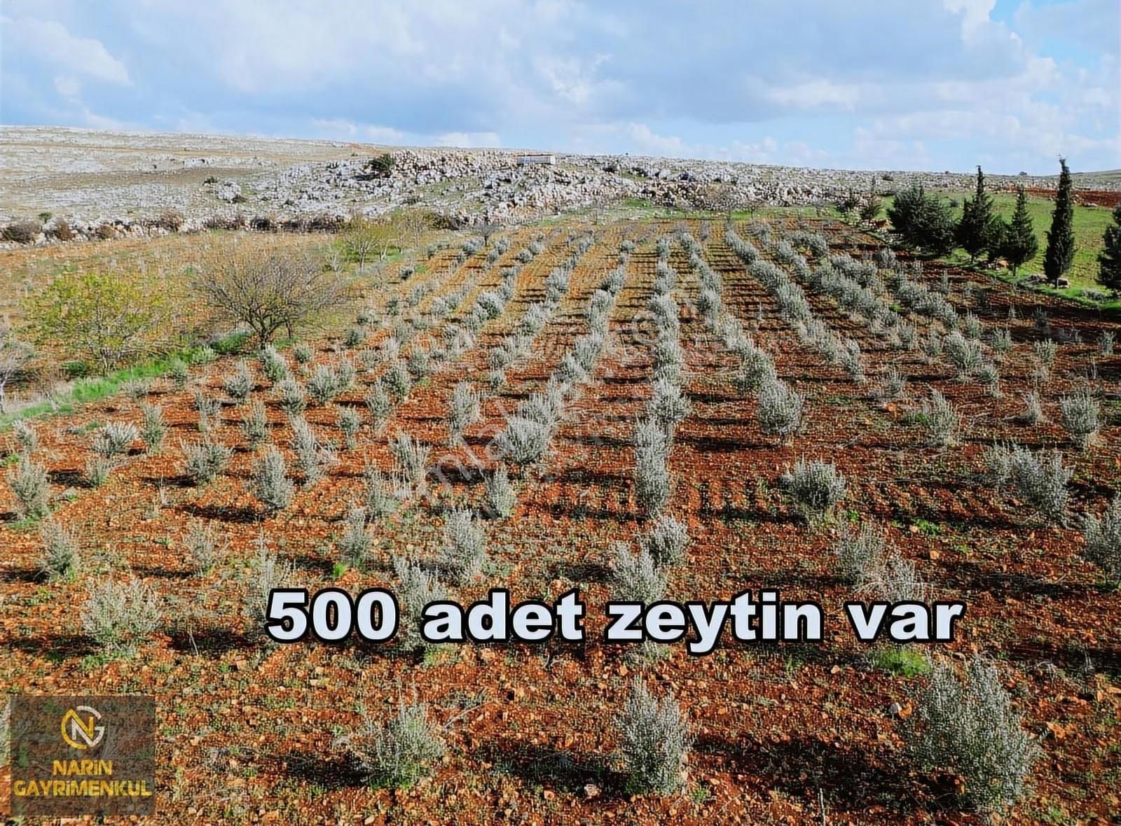 Şehitkamil Güngürge Köyünde Asfalt Üstü Fıstık Ve Zeytin Bahçesi - Görsel 3