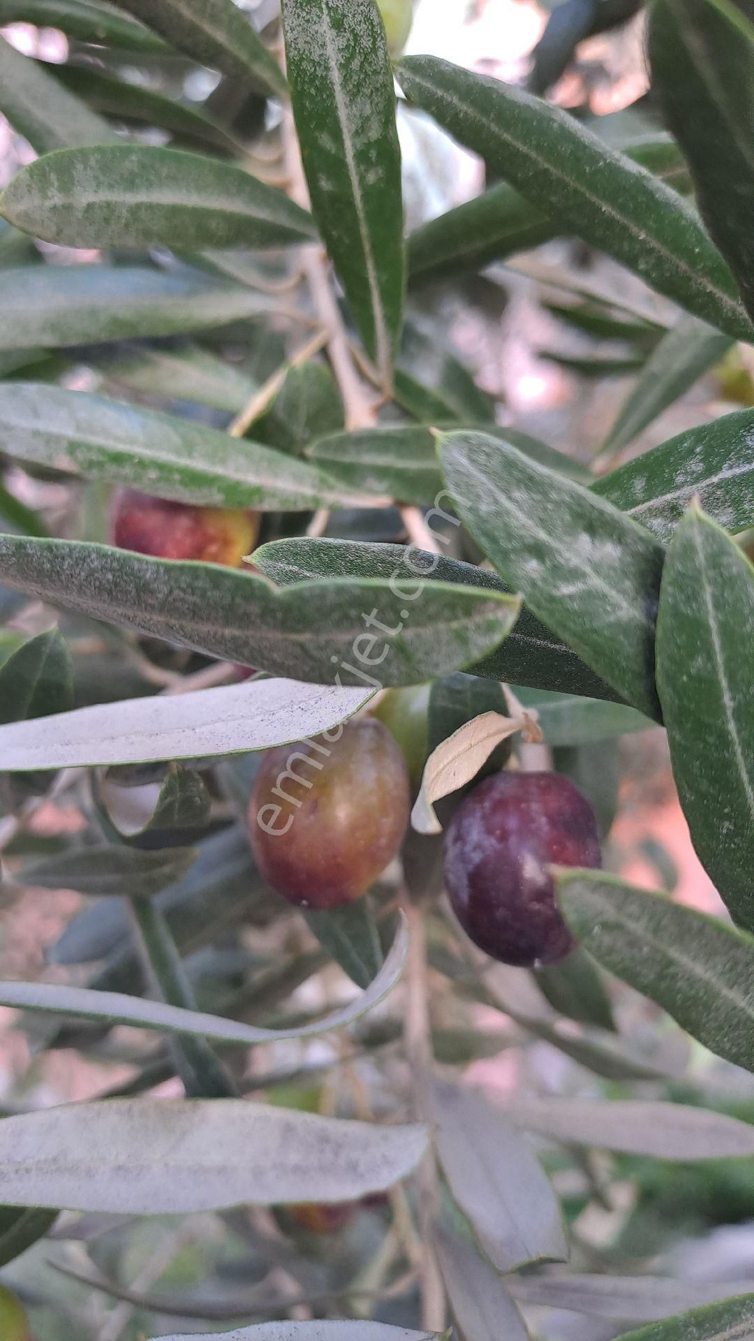 Denizli Kale İlçesinde Satılık Zeytinli