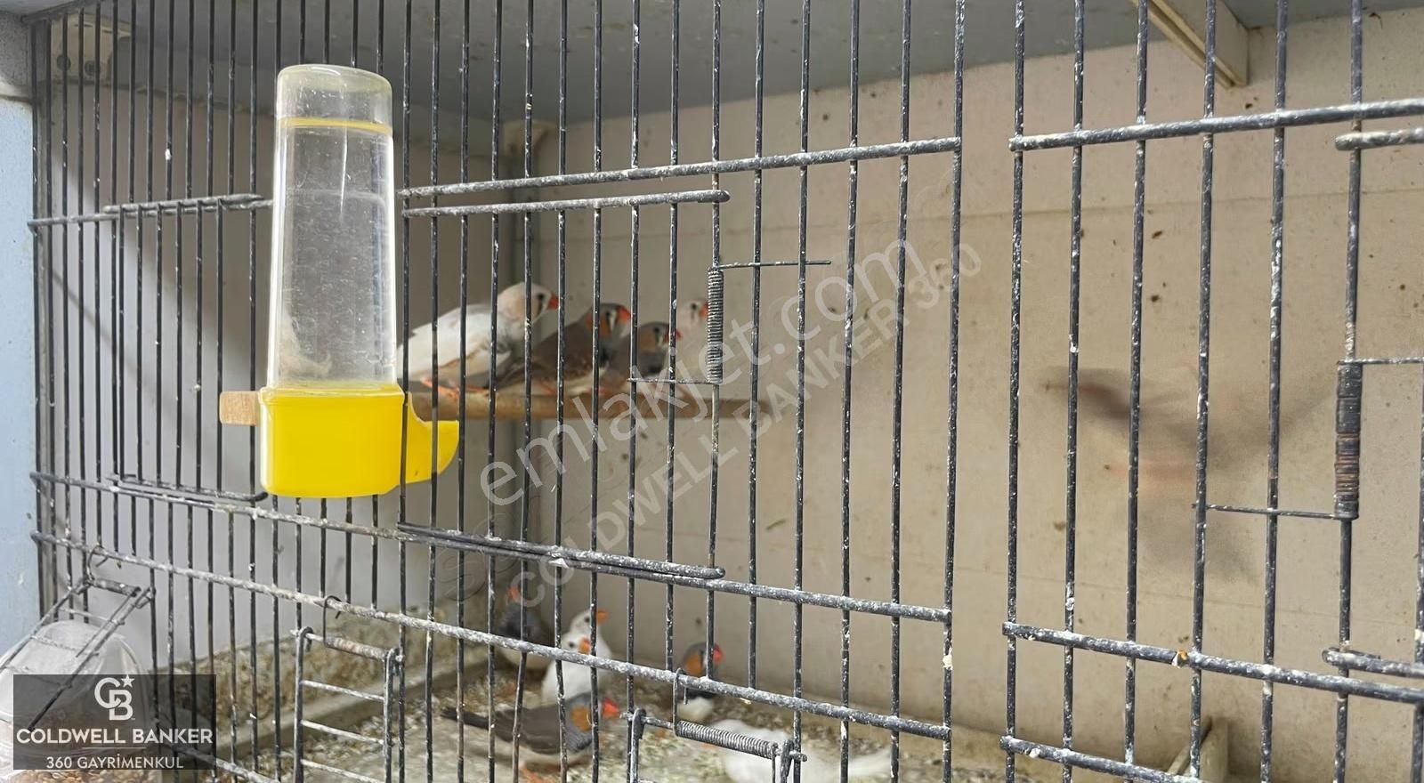 Devren Kiralık Petshop Bornova Hükümet Konağı Yakını - Görsel 21