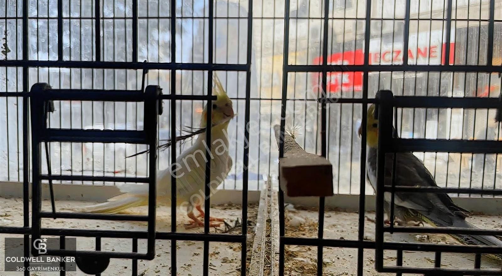 Devren Kiralık Petshop Bornova Hükümet Konağı Yakını - Görsel 12