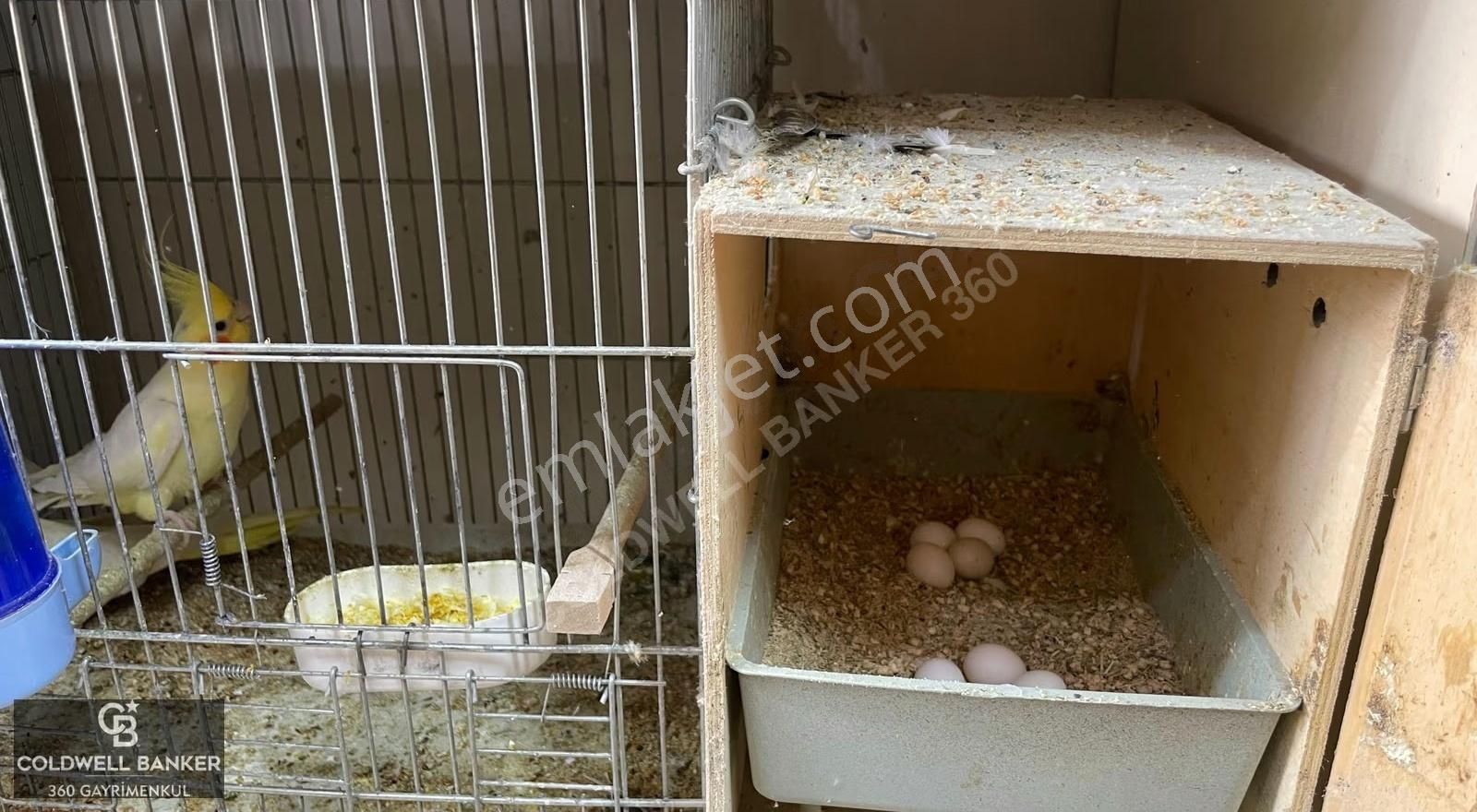 Devren Kiralık Petshop Bornova Hükümet Konağı Yakını - Görsel 24