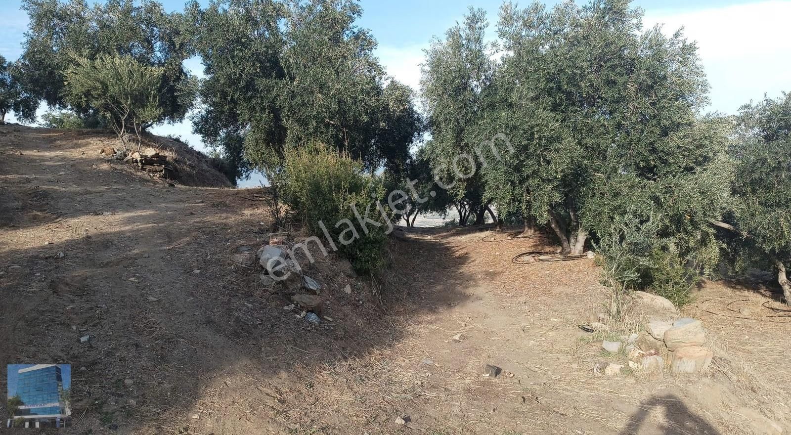 İzmir Aydın Otobanına 6 Km Mesafede Zeytinlik - Görsel 7