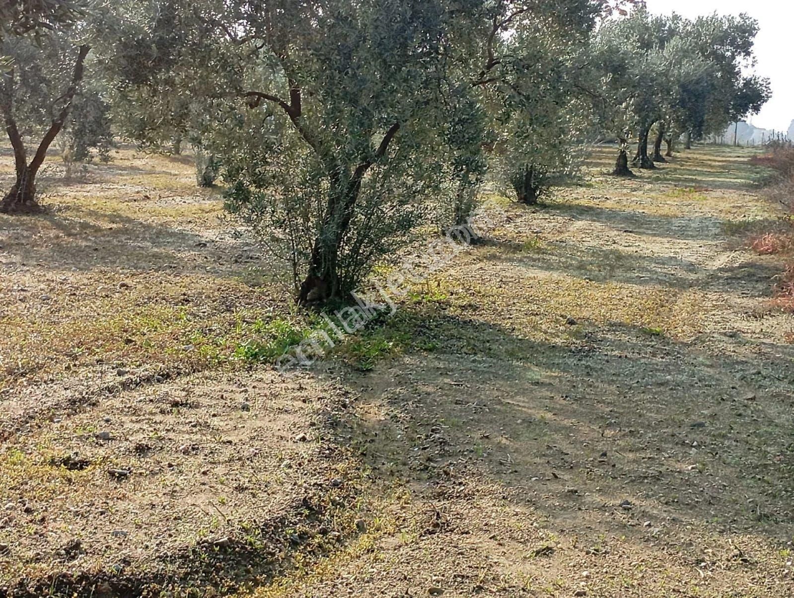 Karacasu Esençay Mah. Satılık 3.379 M2 Verimli Bakımlı Zeytinlik - Görsel 8