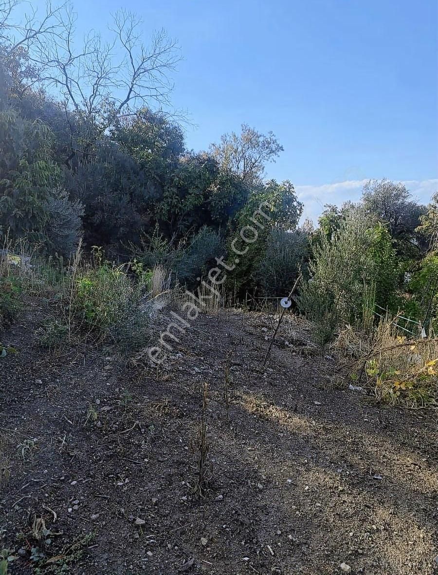 Tire Koca Emlak'tan Kaplan Mahallesinde Satılık Meyve Bahçesi - Görsel 11