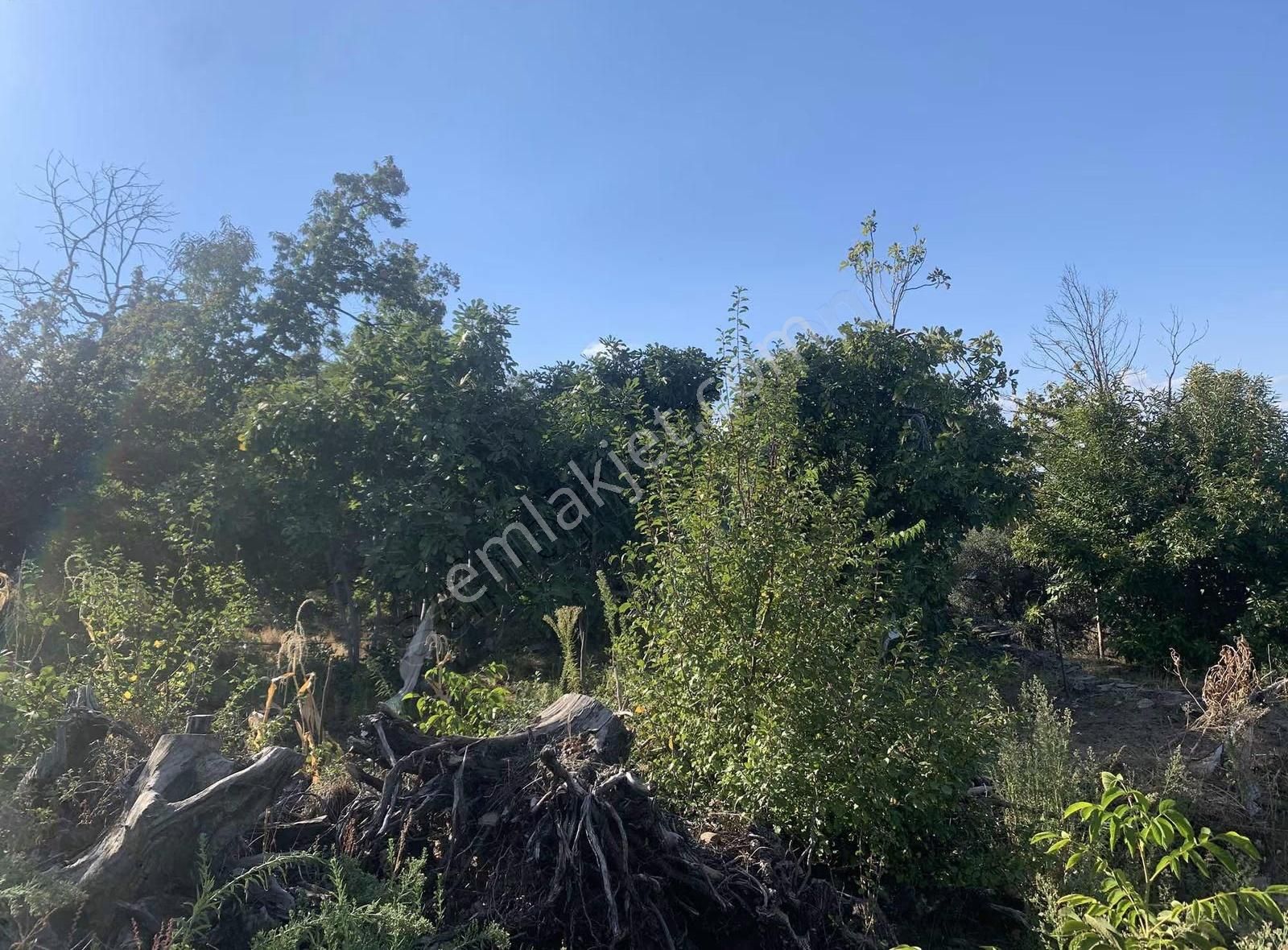 Tire Koca Emlak'tan Kaplan Mahallesinde Satılık Meyve Bahçesi - Görsel 5