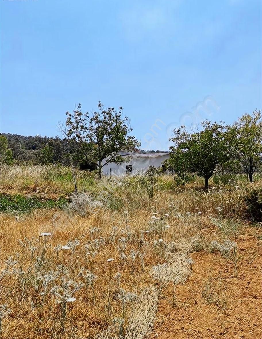 Muğla Menteşe Kuyucak Satılık İcersinde Evi Olan Tarla ! - Görsel 3