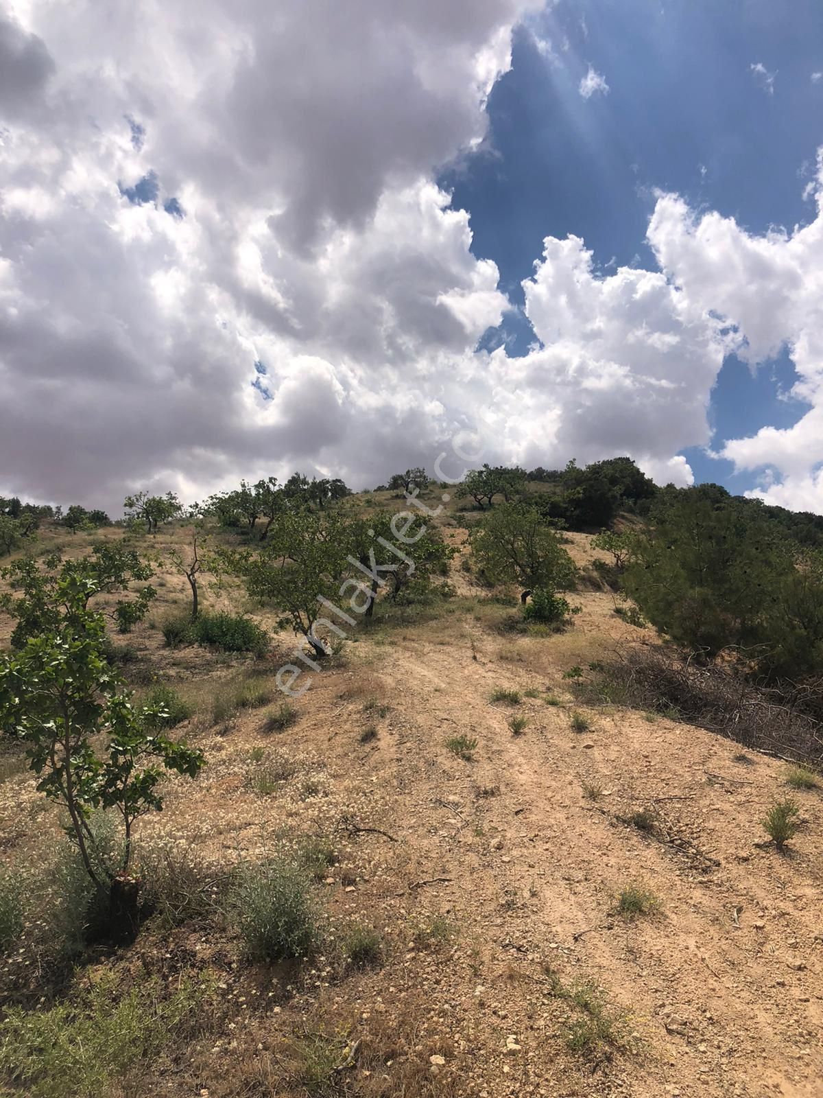 G.antep Nizip Yeniyazı Köyü Yatırımlık Mahsüllü Satılık Arazi - Görsel 3