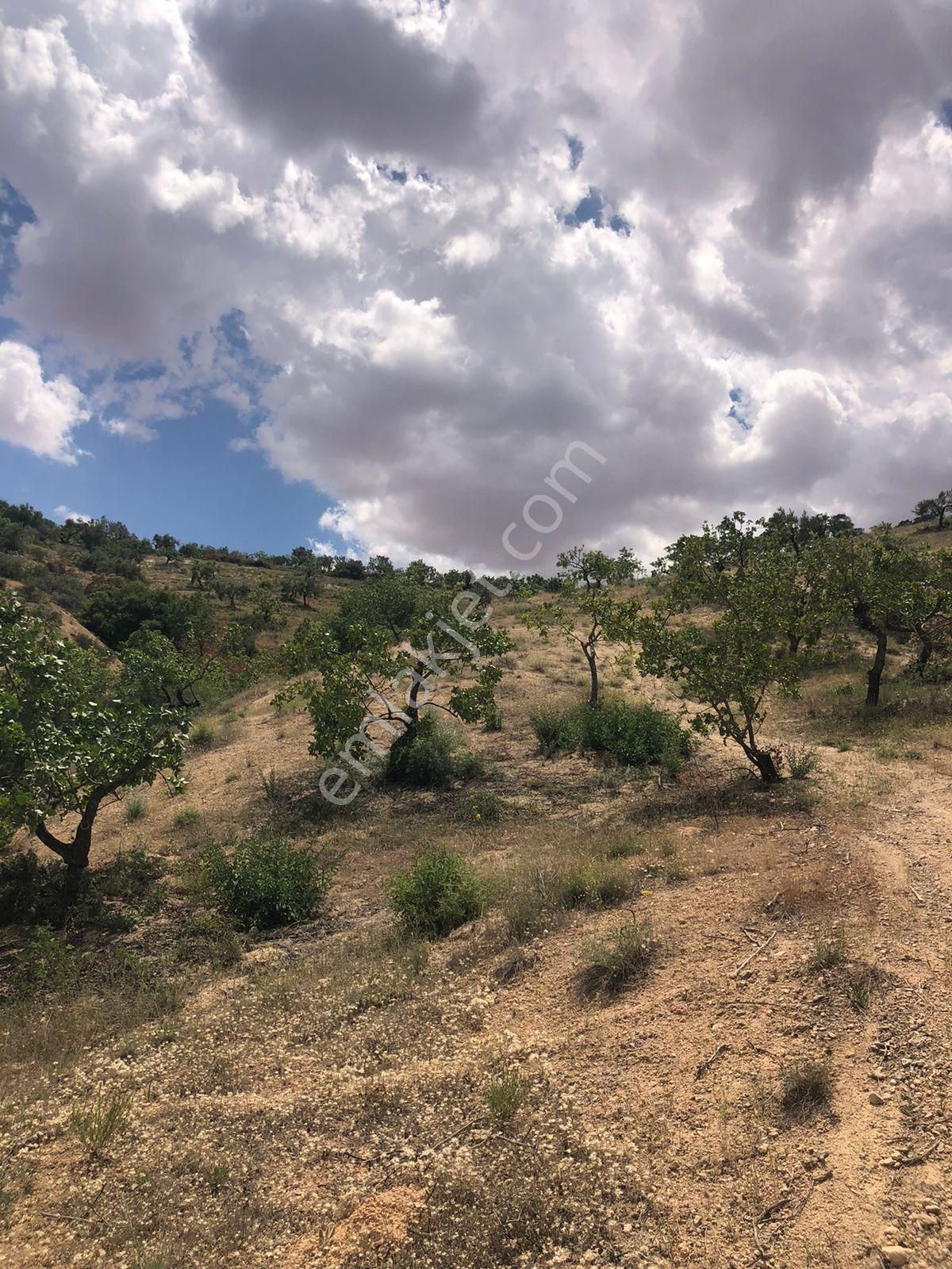 G.antep Nizip Yeniyazı Köyü Yatırımlık Mahsüllü Satılık Arazi - Görsel 8