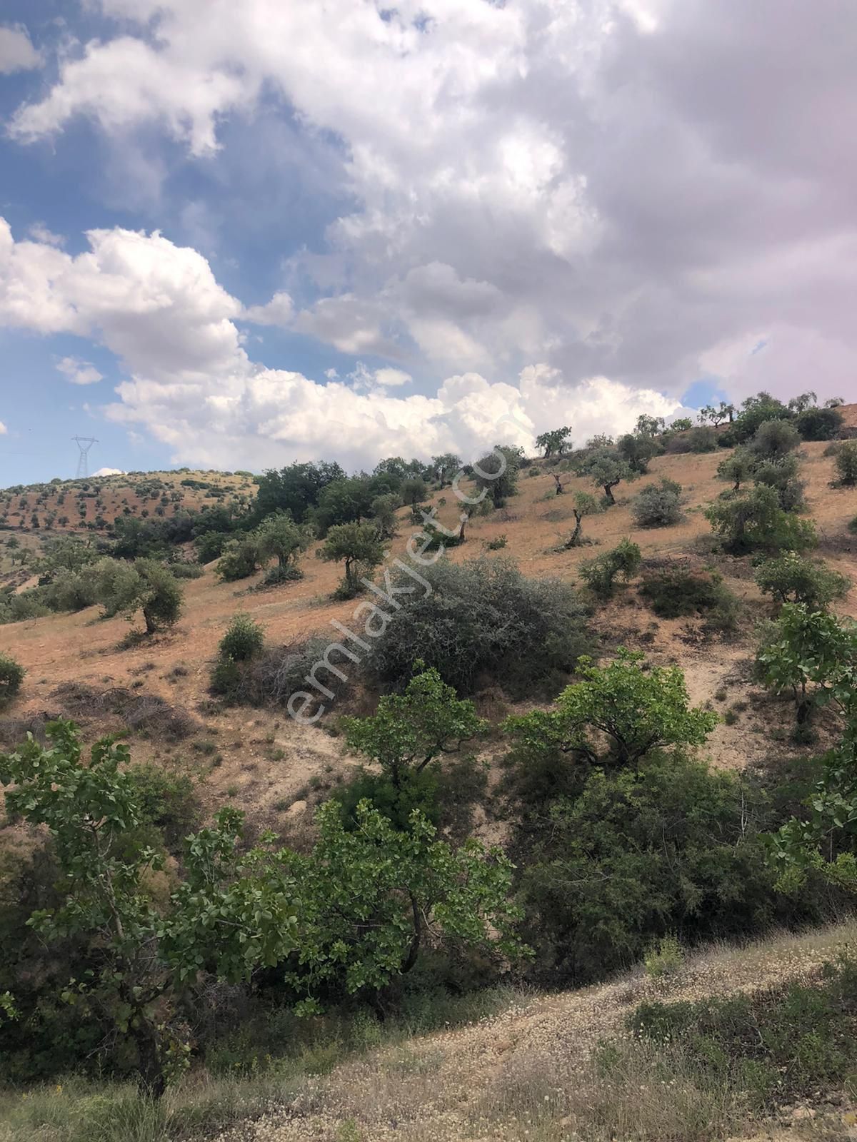 G.antep Nizip Yeniyazı Köyü Yatırımlık Mahsüllü Satılık Arazi - Görsel 5