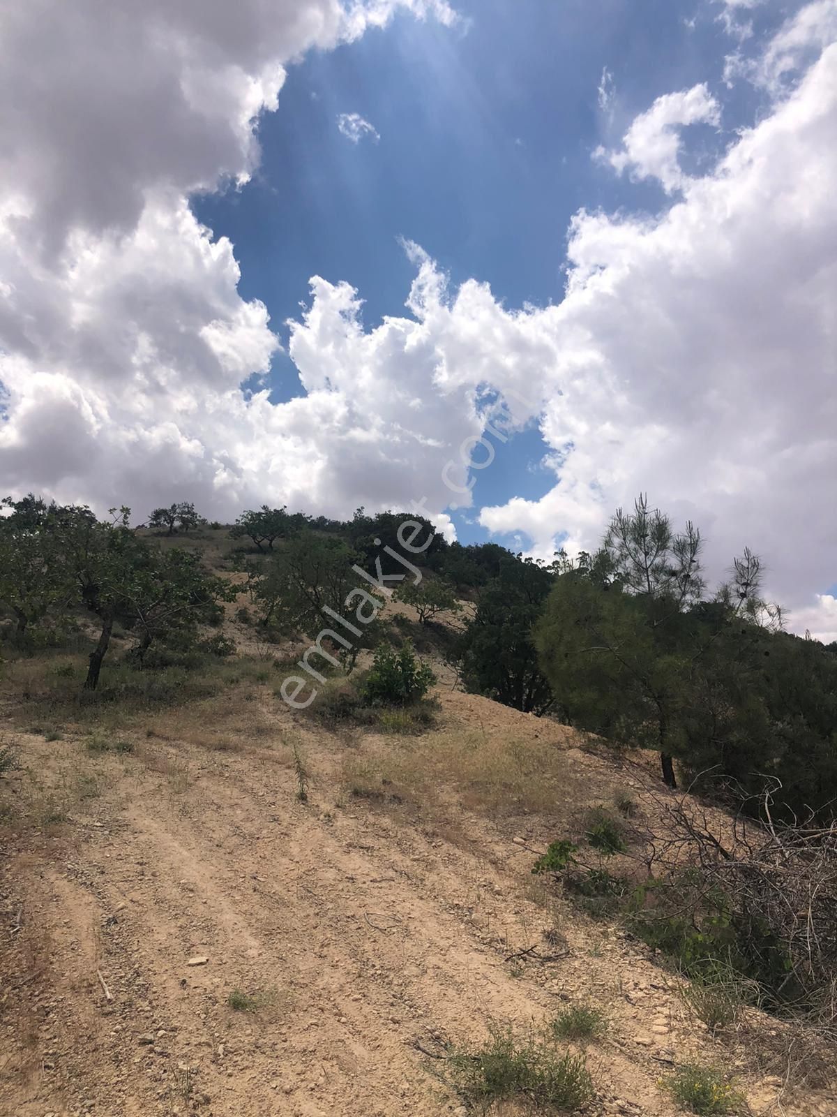 G.antep Nizip Yeniyazı Köyü Yatırımlık Mahsüllü Satılık Arazi - Görsel 11