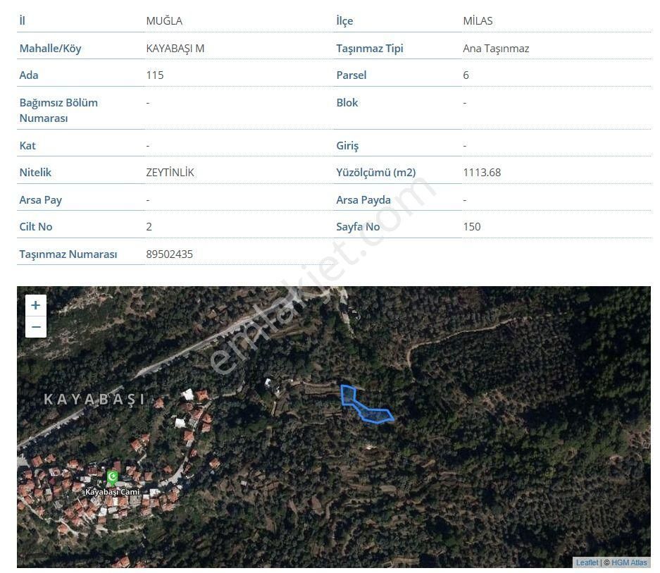 Milas Kayabaşı Satılık Zeytinlik - Görsel 9