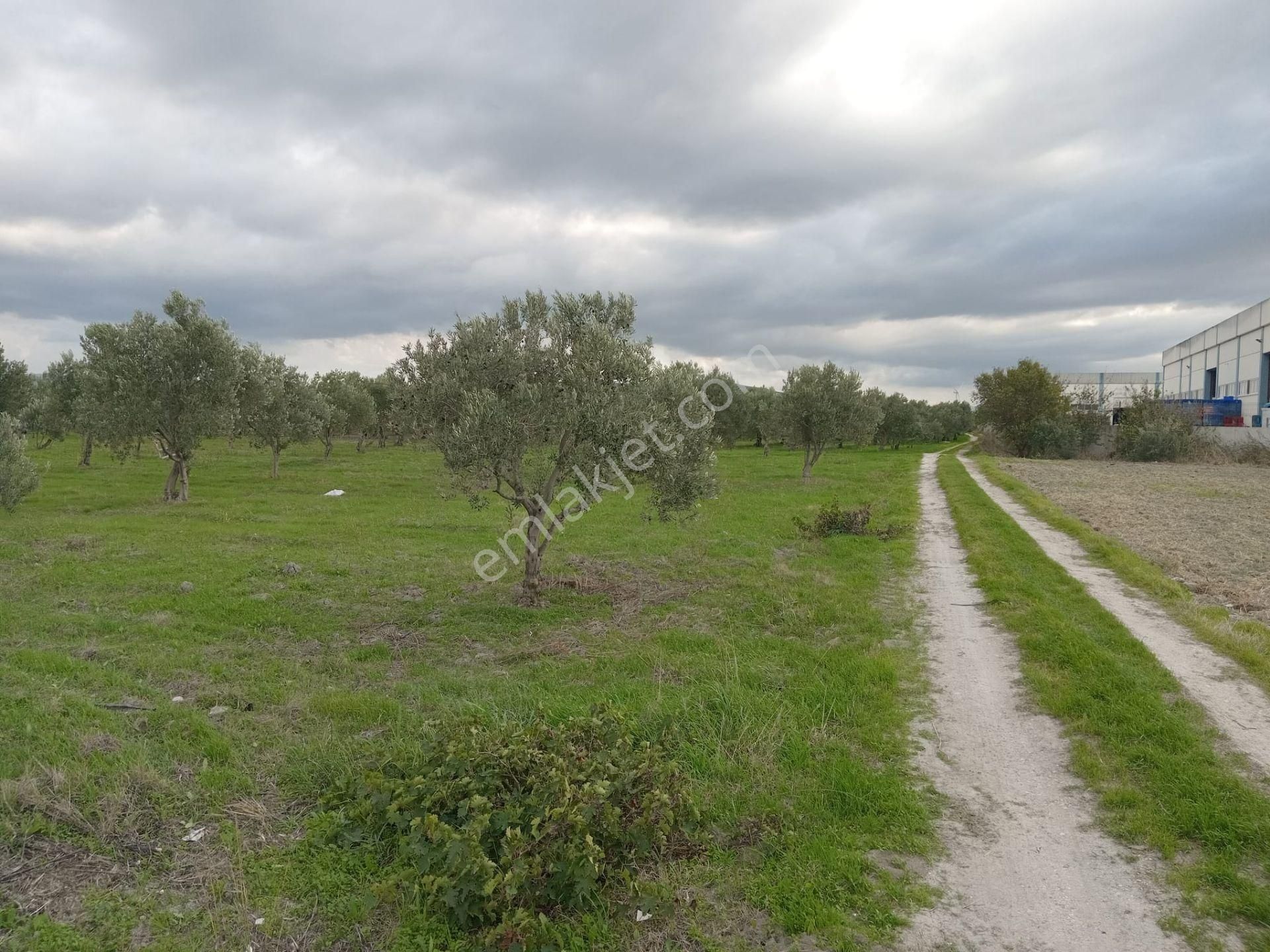 Akhisar Eroğlu Mah.satılık Çiftlik (emin'den) - Görsel 10