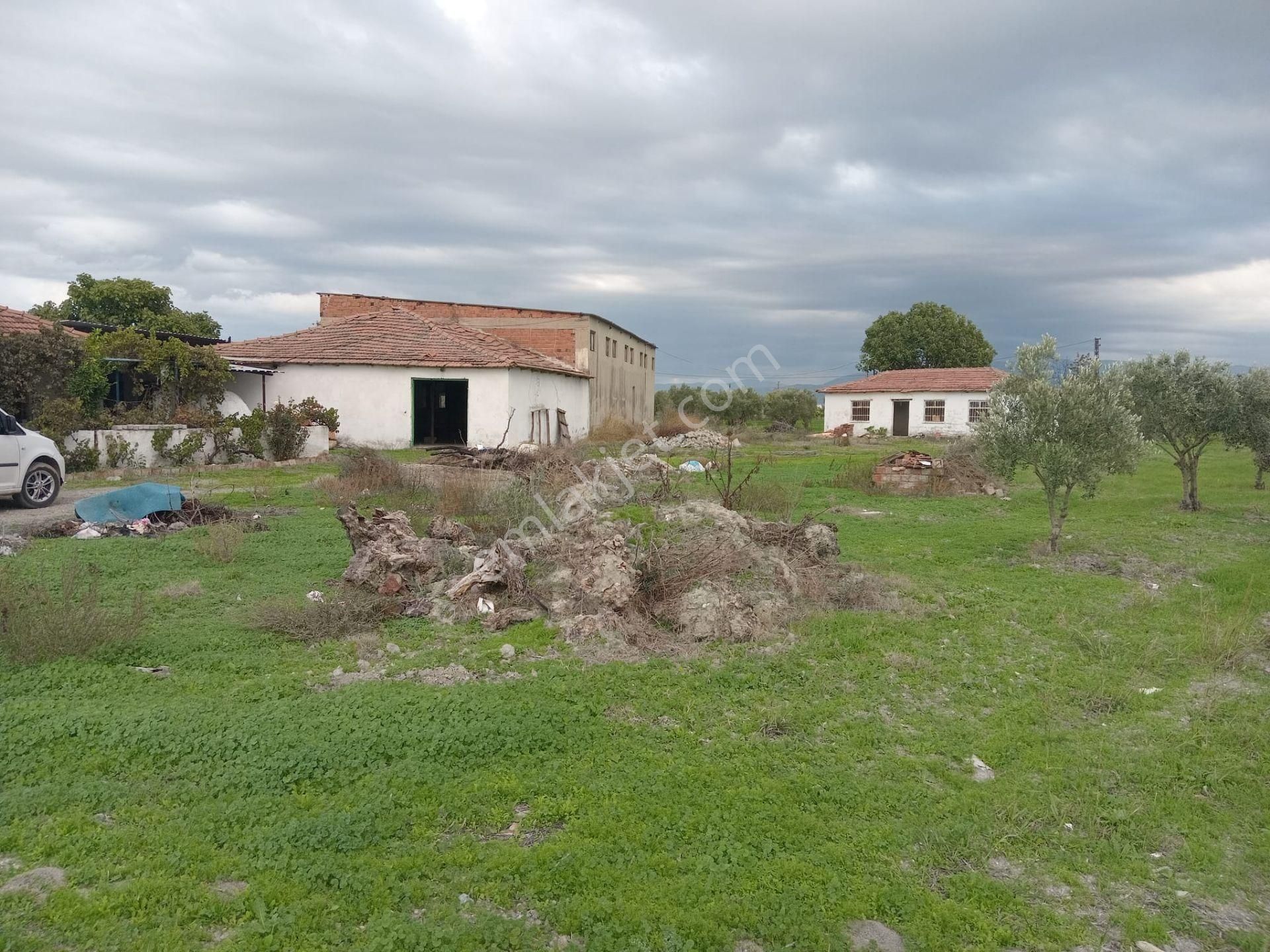 Akhisar Eroğlu Mah.satılık Çiftlik (emin'den) - Görsel 12