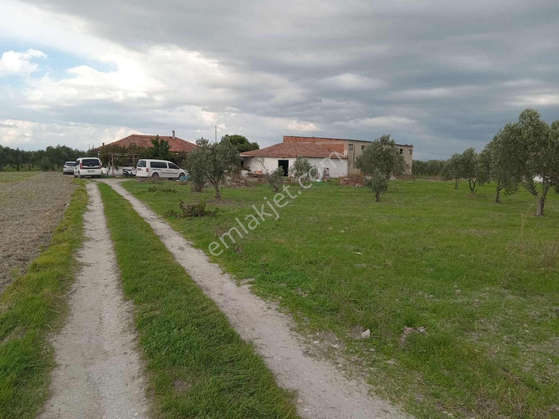 Akhisar Eroğlu Mah.satılık Çiftlik (emin'den) - Görsel 14